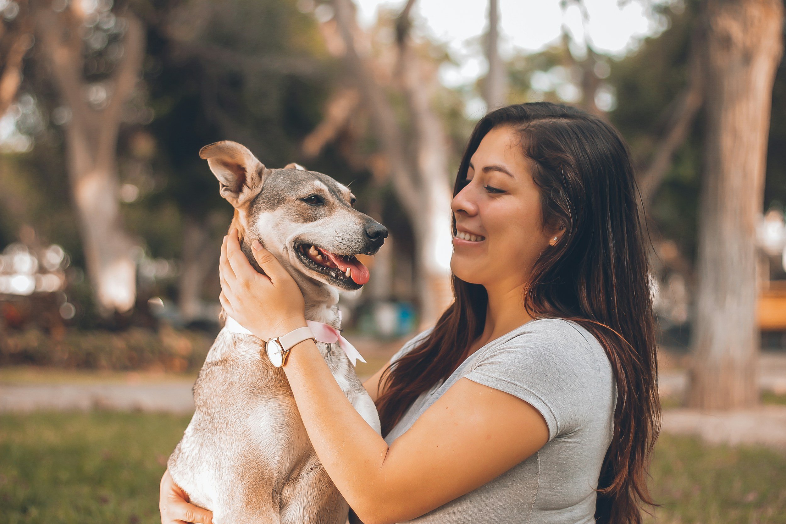 : Close-up of attentive dog interacting with owner, illustrating understanding and connection in a pet communication session