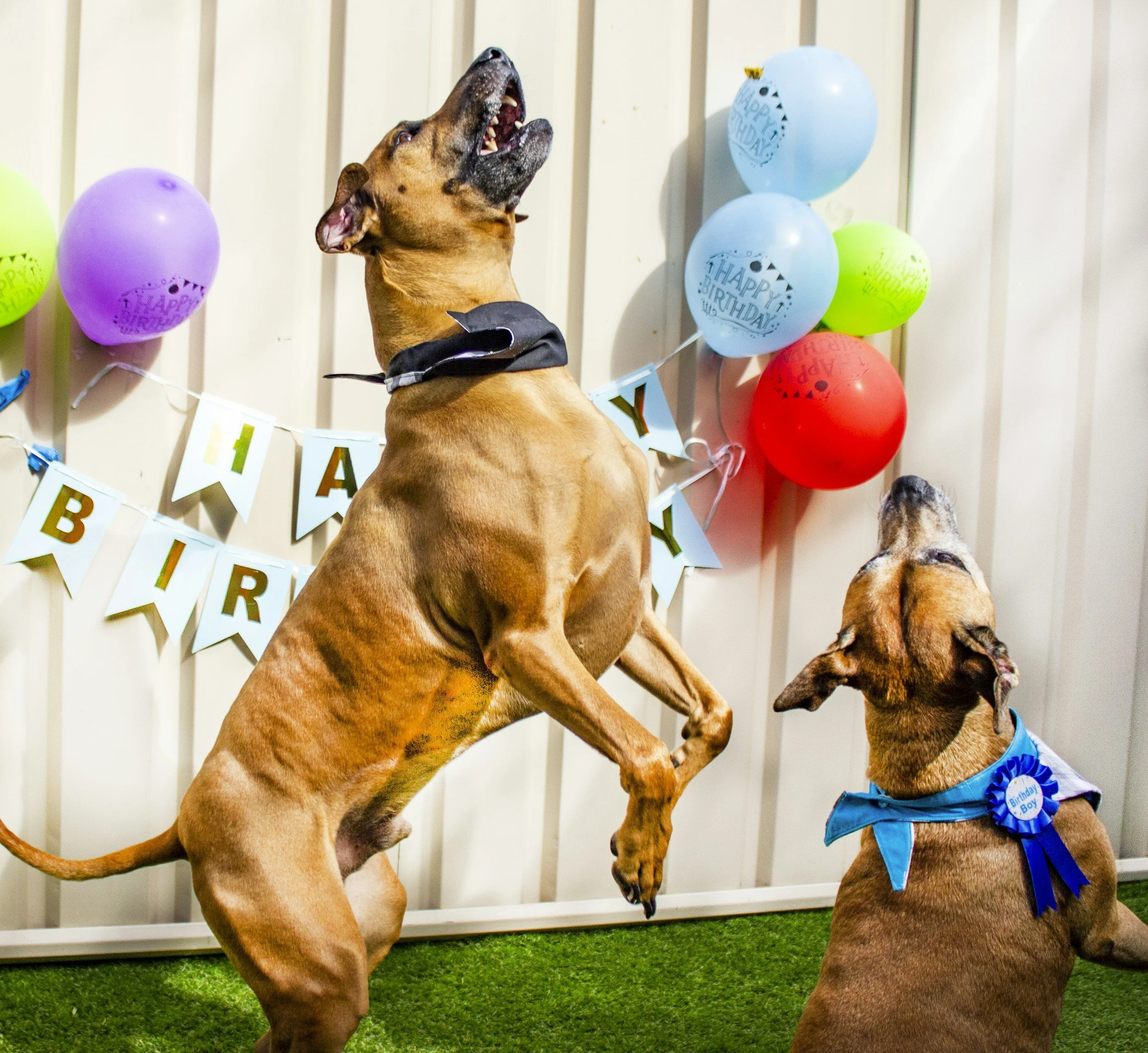 Dogs gathered at a pet-friendly event, representing the fun and social experience of a Pet Psychic Party.