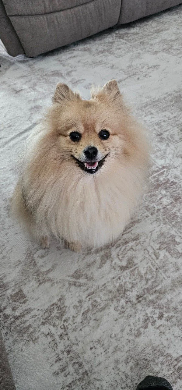 Dog looking into the camera after a pet psychic reading with their owner, connecting through animal communication and dog and human communication, guided by a trusted pet communicator.