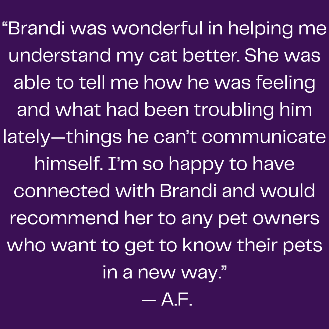 Testimonial from a cat owner describing how Brandi Van’s animal communication reading provided accurate insights into her cat’s personality and helped her better understand him.