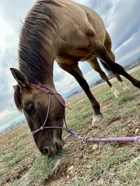 Royal the horse, whose owner received an animal communication reading with Brandi Van.