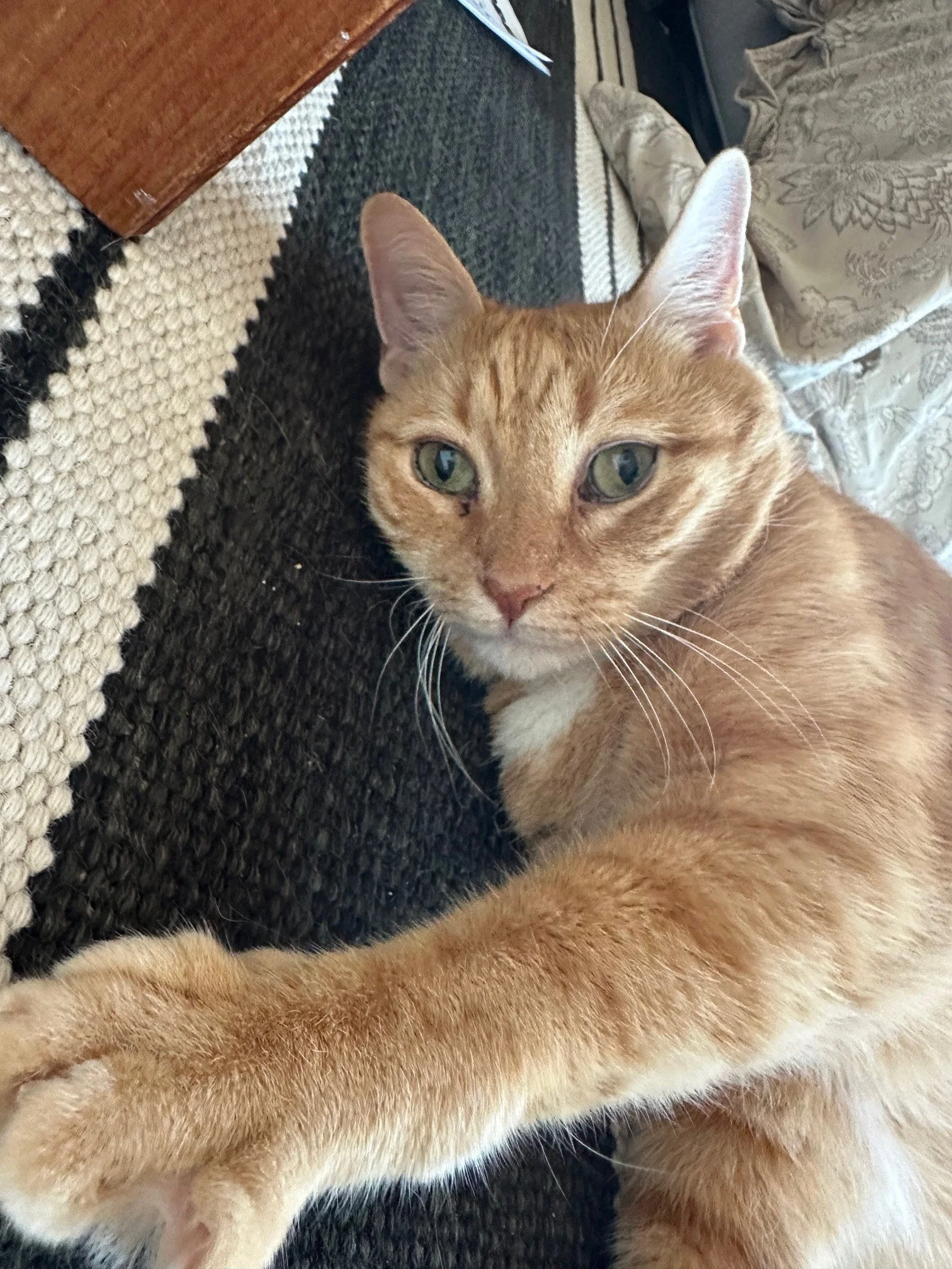 Cat whose owner received an animal communication reading with Brandi Van.
