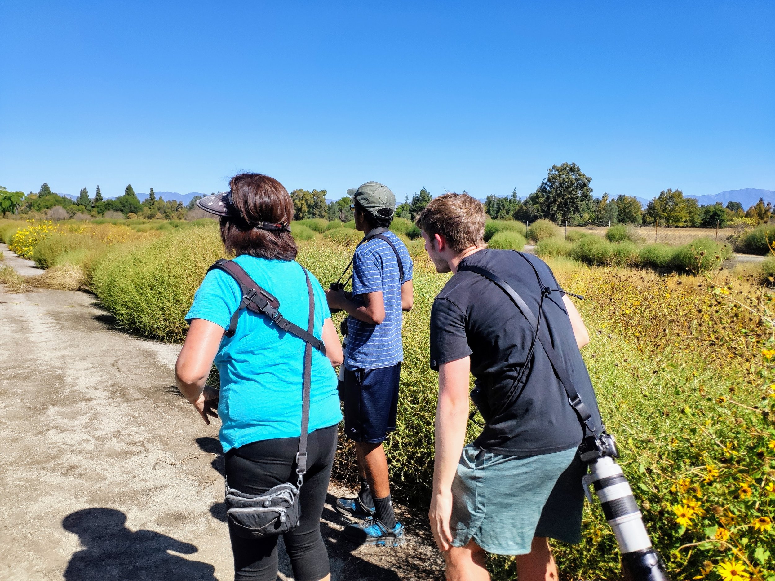 The hunt for the Dusky Warbler