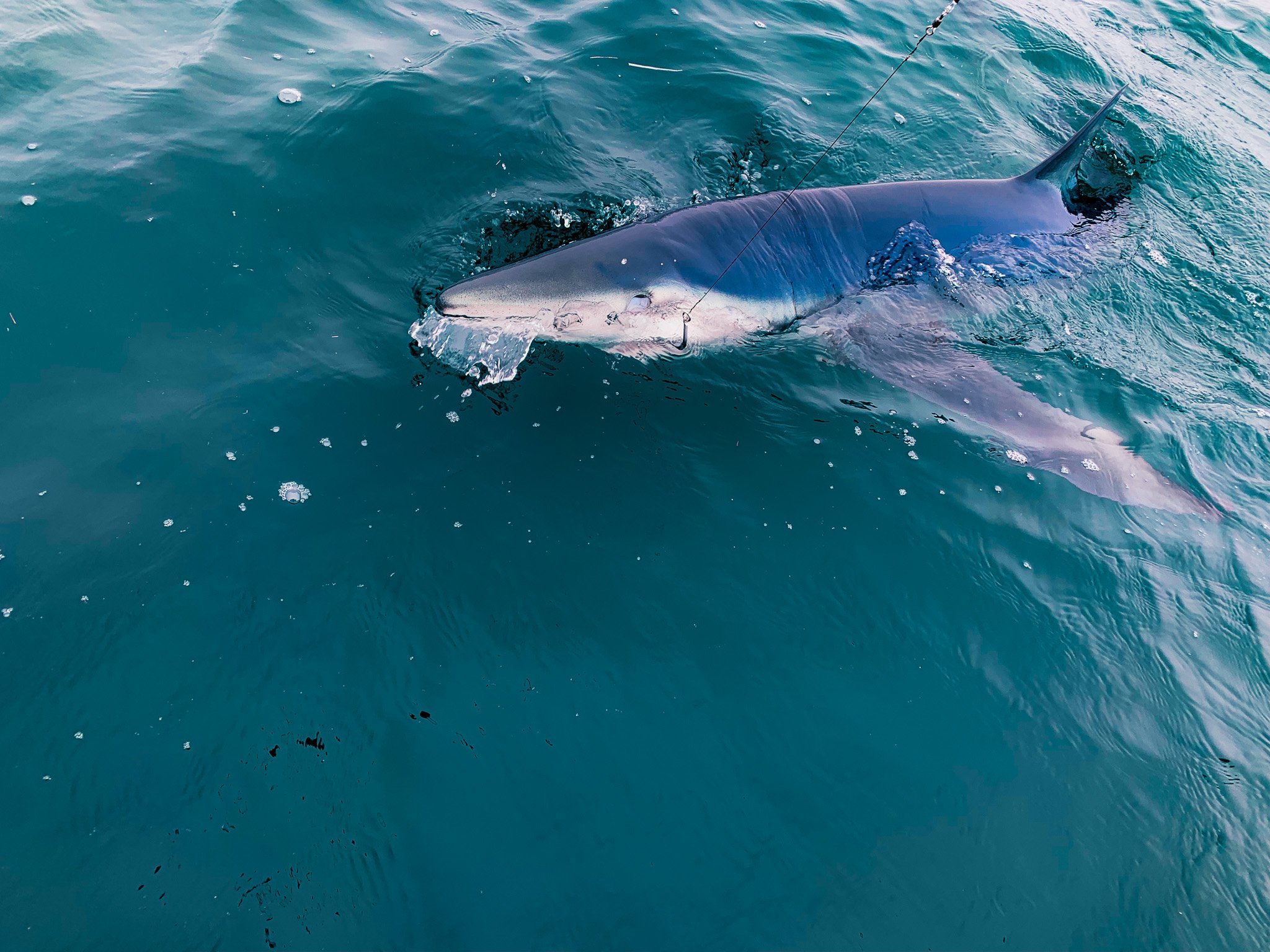 Portland Maine/ Gulf of Maine Shark Fishing Charter — Portland Guide Service