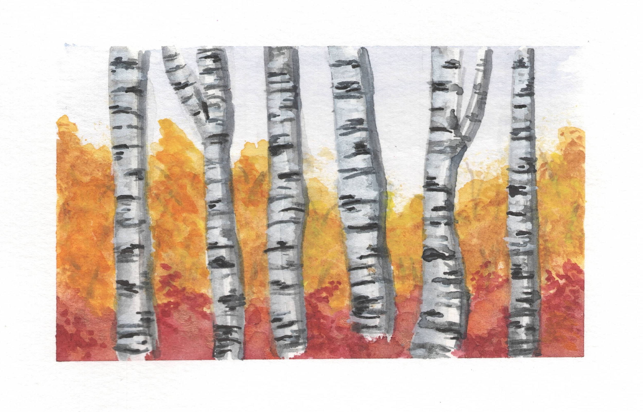 Birches Blank Card.jpg