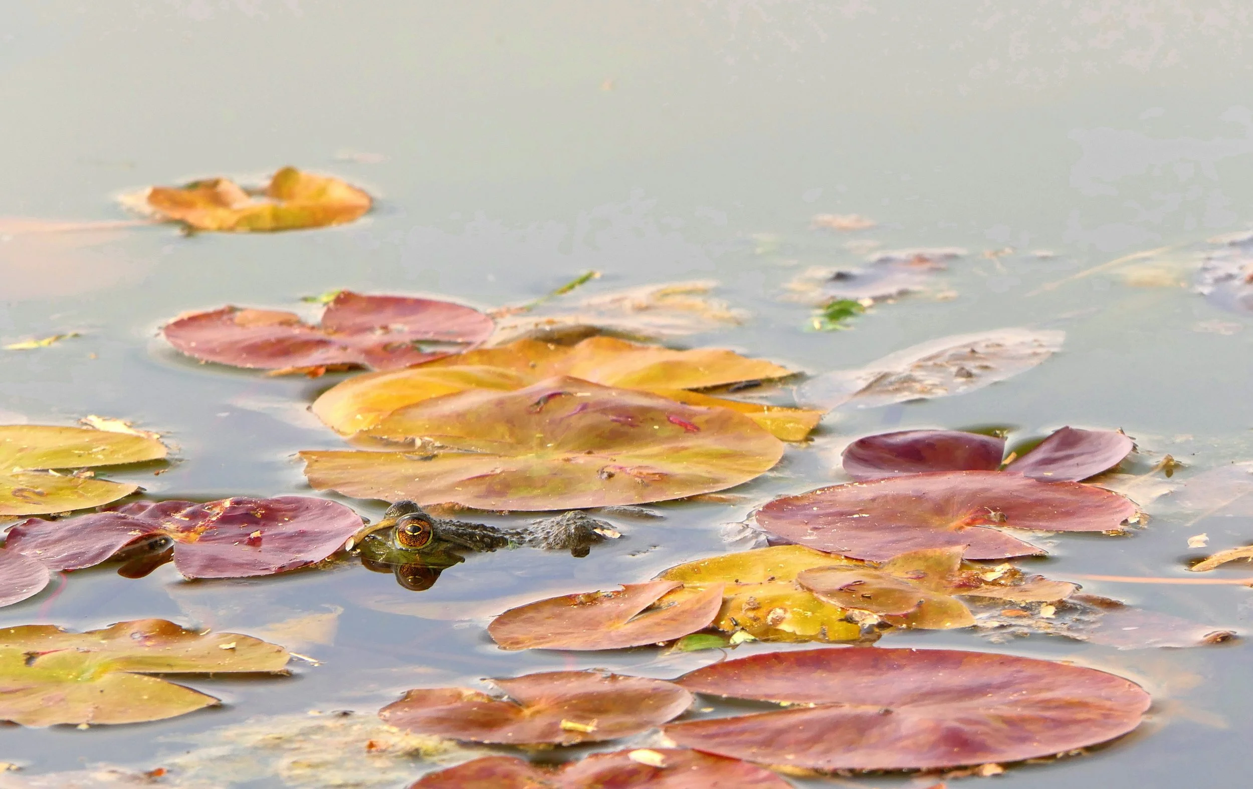 ‘Lily‑Padding’ &amp; Professional Growth