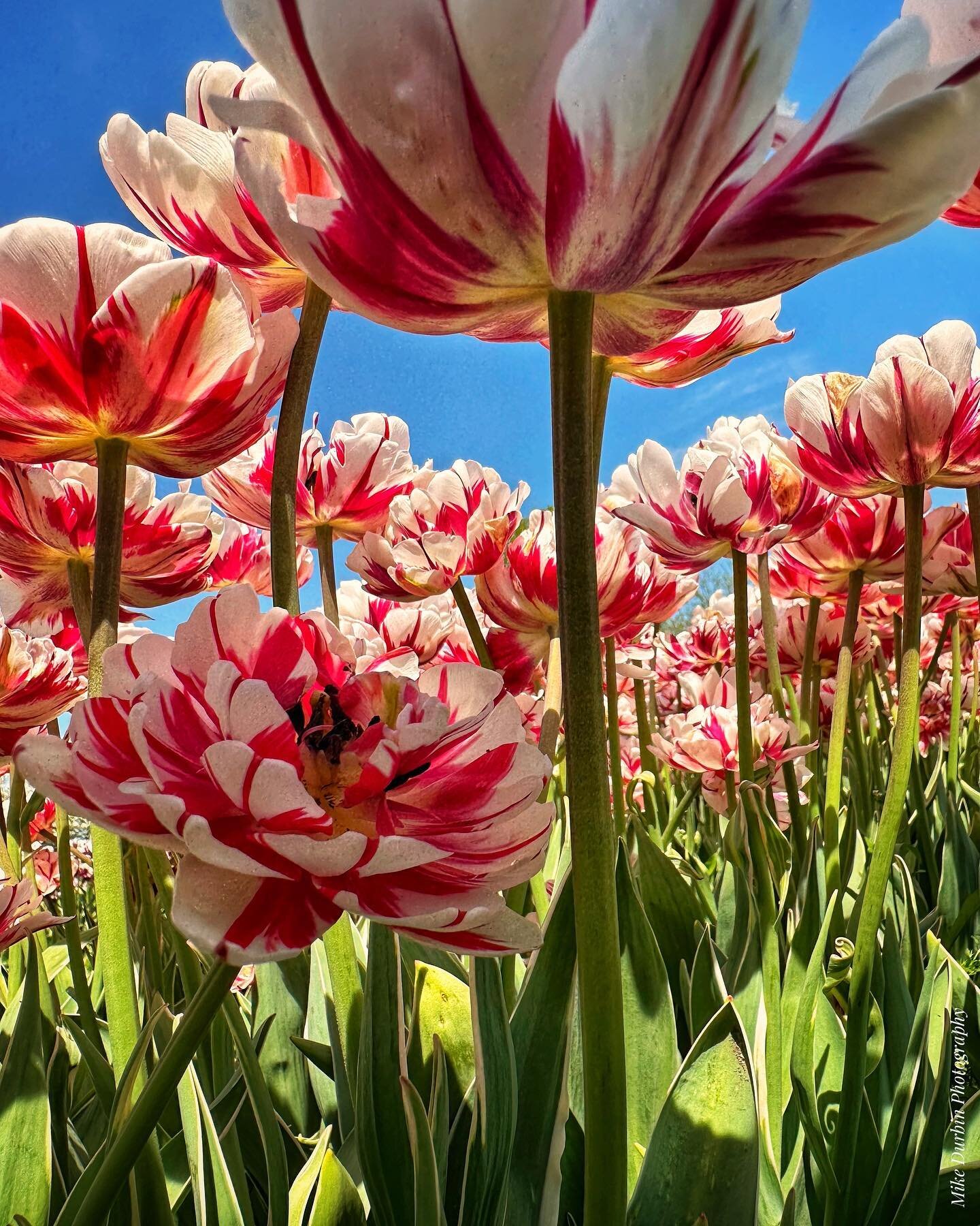 A shot from today at Veldheer&rsquo;s Tulip Farm that made me happy. The farm is in Holland, Michigan and they plant some 5 million tulip bulbs each year. Well worth the trip to see. 

#TulipTime
#hollandmichigan 
#veldheertulipfarm 
#puremichigan 
#