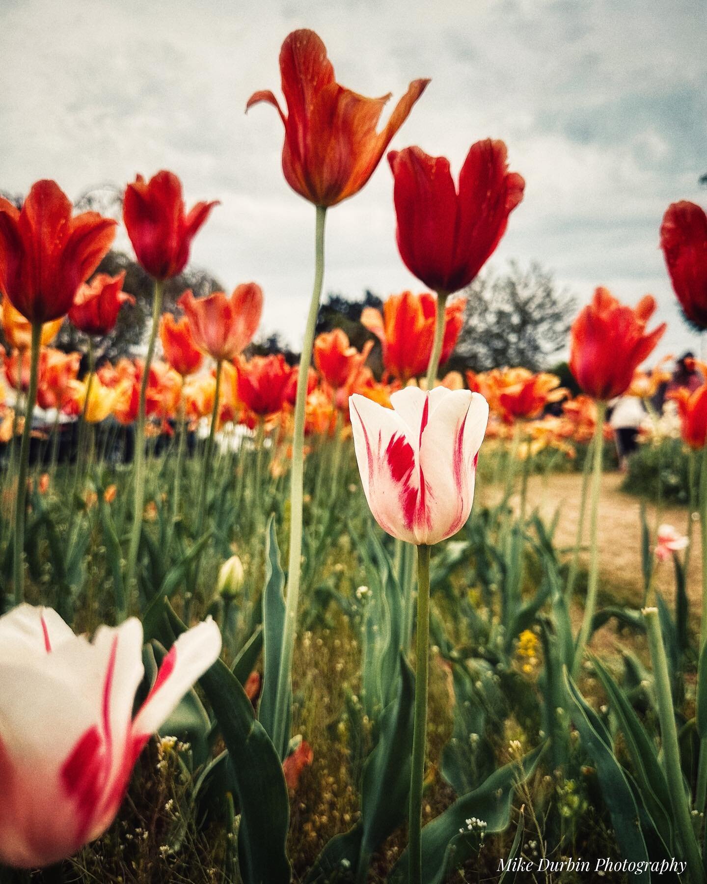 Playing with an image captured today at Window on the Waterfront Park in Holland, Michigan.

#TulipTime
#hollandmichigan 
#windowonthewaterfront 
#puremichigan 
#tulips
#redandwhitetulips 
#springflowers 
#flowerphotography 
#tulipgarden 
#garden 
#f