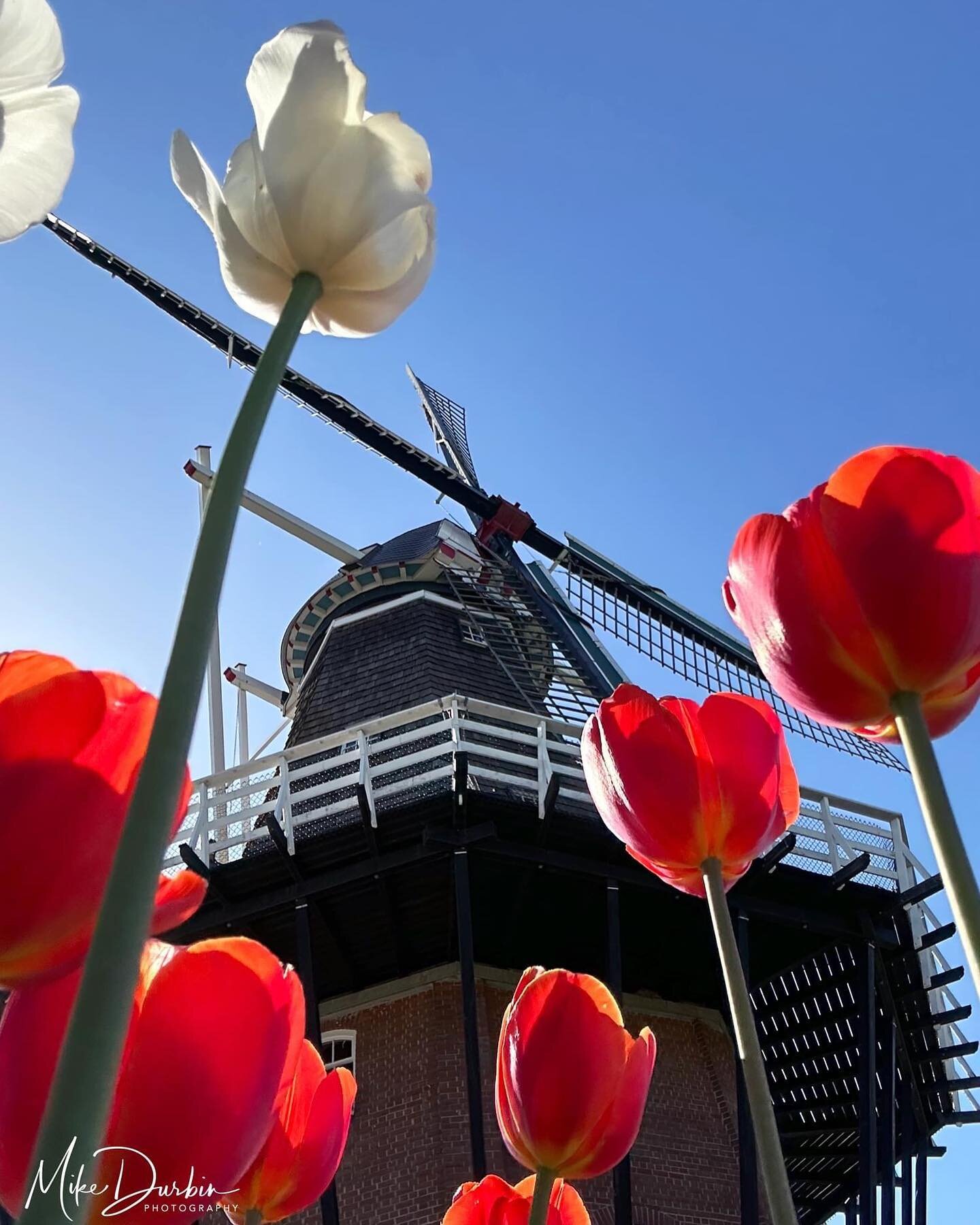 The historic windmill &lsquo;de Zwann&rsquo; in Windmill Island Gardens through some tulips along a walkway leading to the entrance. 
.
.
.
#windmillislandgardens 
#windmillisland
#dezwaanwindmill 
#hollandmichigan 
#discoverholland 
#dutchheritage 
