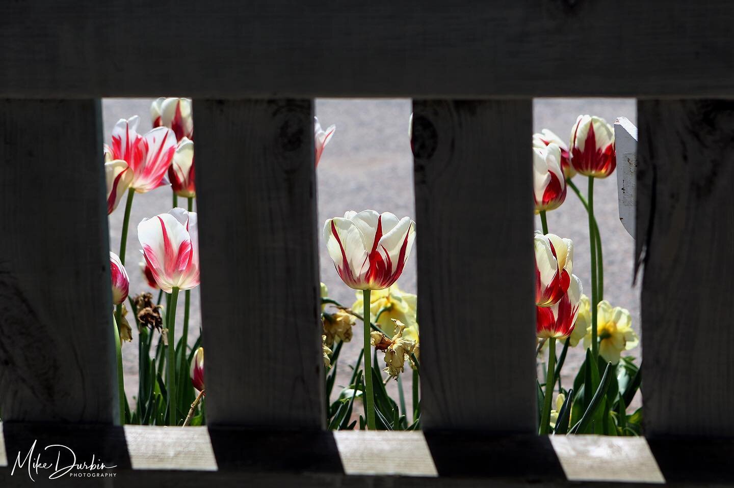 @tulip_time @veldheertulipgarden 🌷

While resting on a bench outside of the pottery and shoe factory at Veldheer Tulip Gardens last week, I noticed the way openings in the picket fence lining the porch framed the tulips in the bed just beyond it and