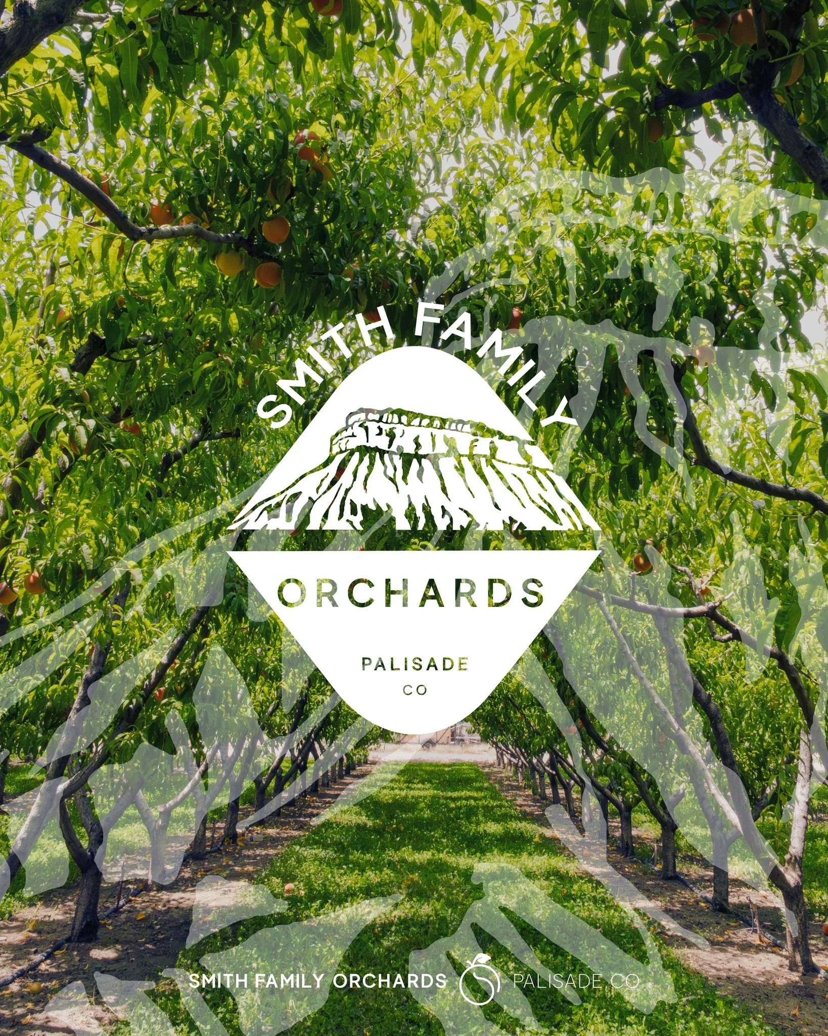 Building a brand that feels true to your roots is everything. When people see your business online, on packaging, or even in person, they should instantly understand who you are and what you stand for. Thoughtful design and a consistent visual identi