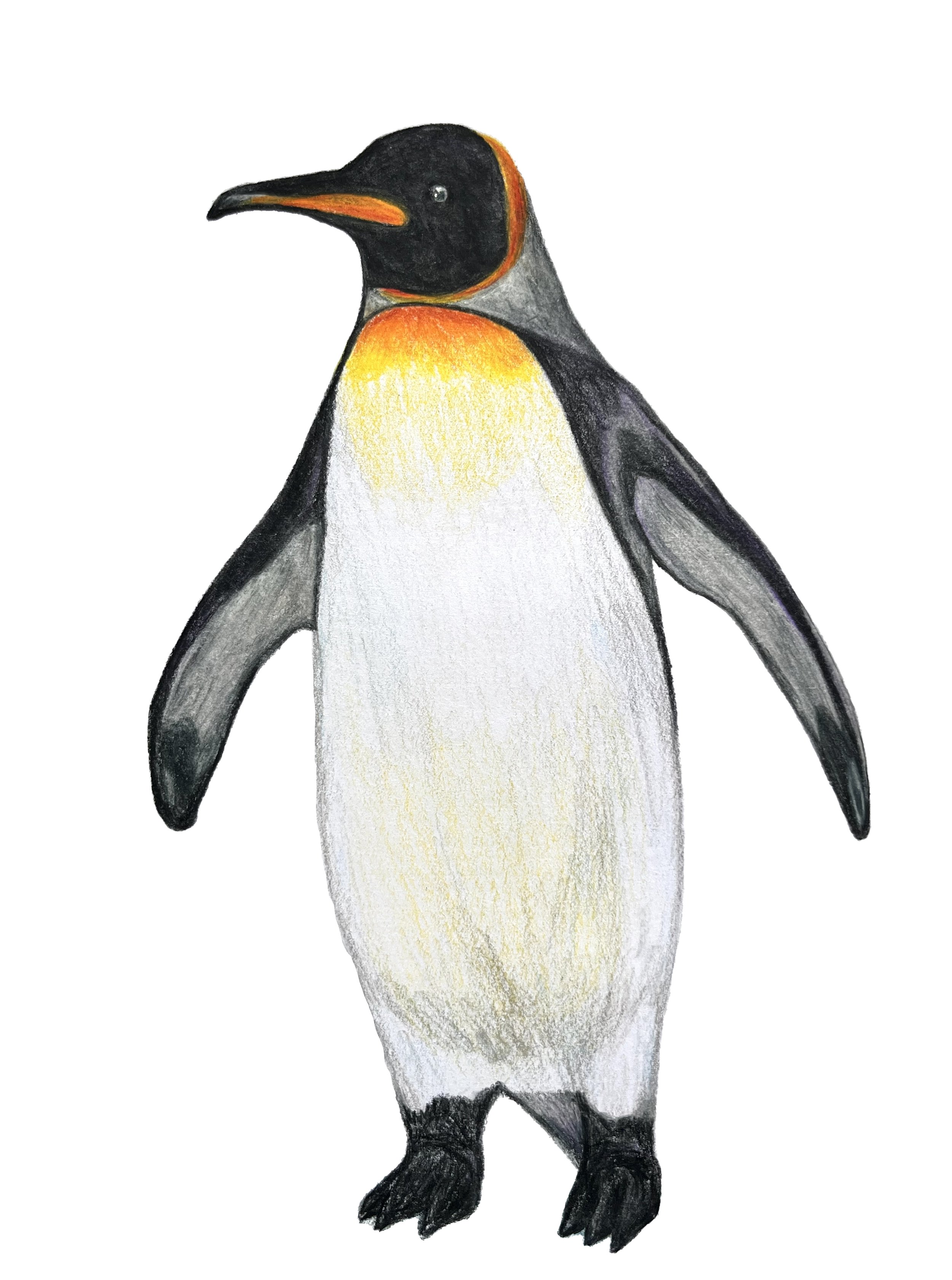 Penguin-Test.jpg