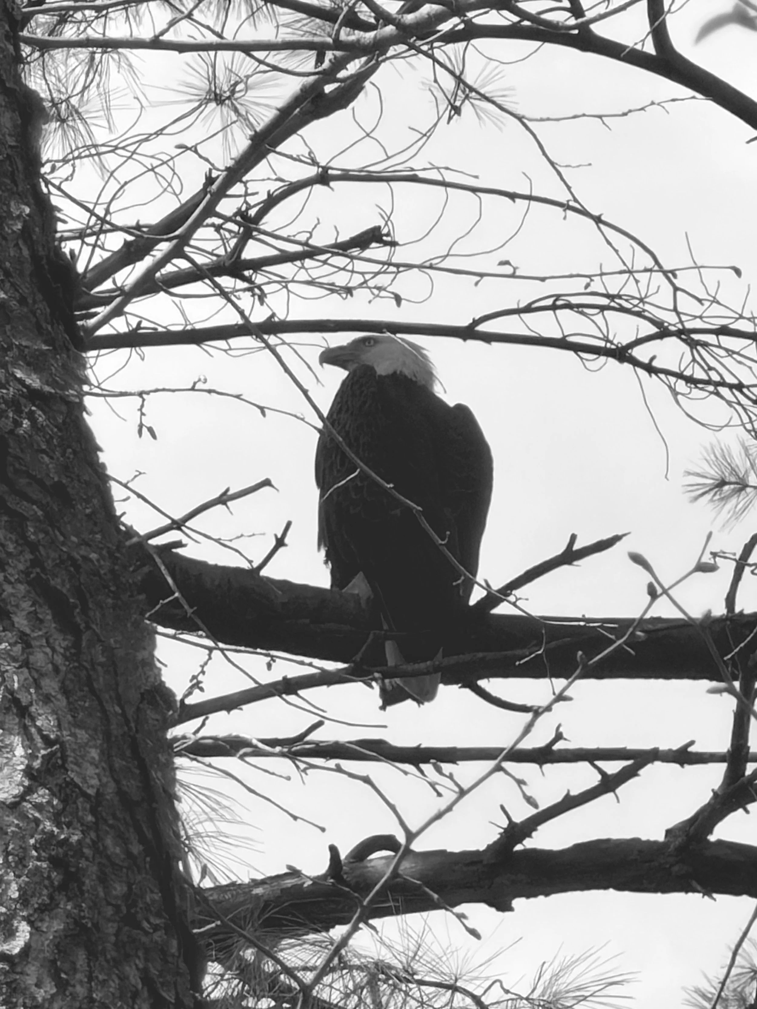 Eagle Friend.jpg