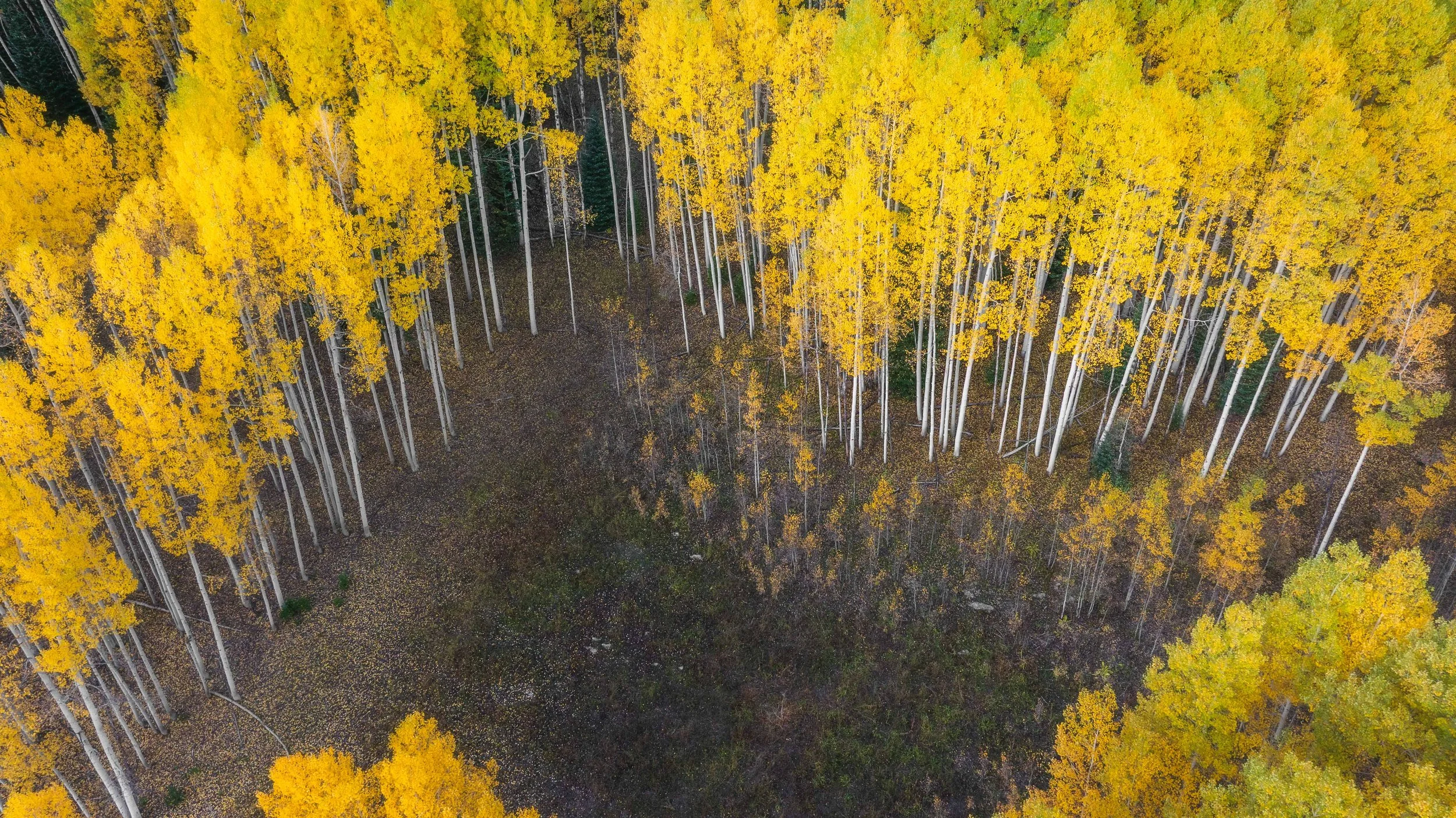 DJI_20250926082935_0487_D-Edit.jpg