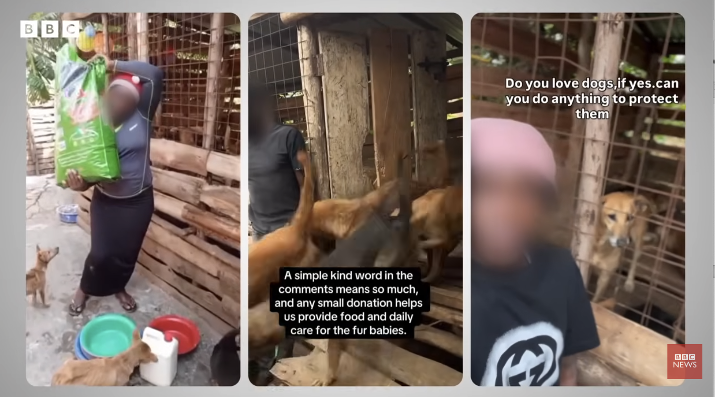 URGENT Dogs Cats Animals in Danger as BBC Africa Investigation Exposes Expanding Horrific Dog Cat Animal Abuse Networks across Uganda Africa and the World Wide Web&nbsp;