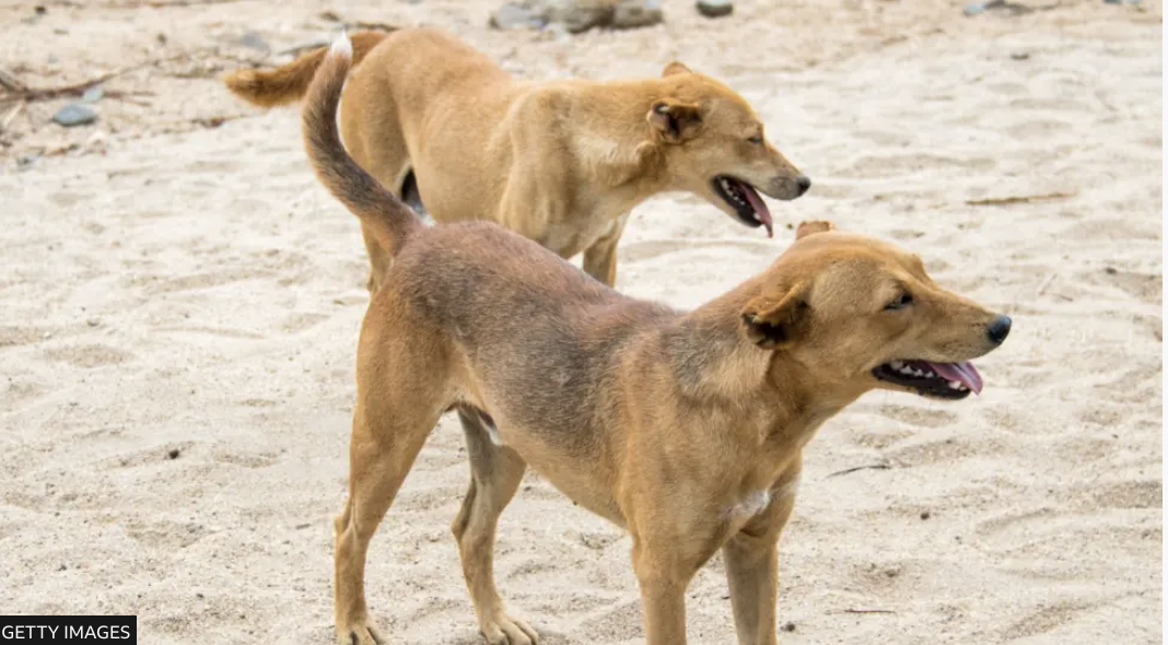 Coalition for Cruelty Free Africa&nbsp;CONDEMNS the BARBARIC Mass Killing of Dogs in Hosanna, Ethiopia, Africa&nbsp;and Calls for Immediate Action