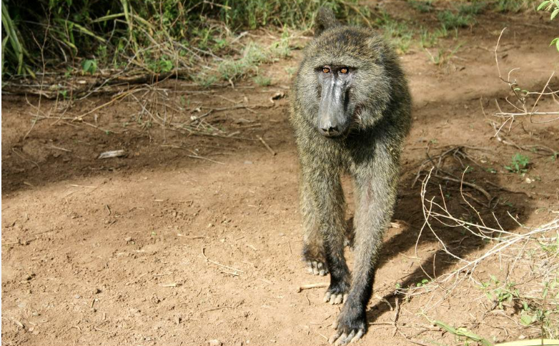Stop the Execution of Primates at Nech Sar National Park Ethiopia