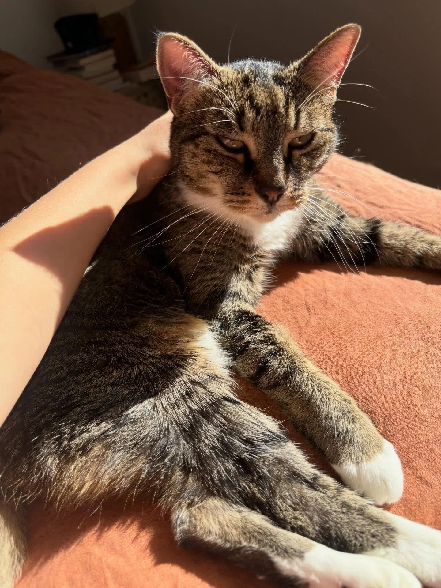 Girly 🐈 Dainty, anxious, tolerant. A food enthusiast, a chancer, a lover of sunny spaces. A sitter-on of shoulders, lunchboxes, cheeseboards, tea towels - but rarely human laps (baby bumps excepted). Liker of cupboards, the underside of beds, and ca