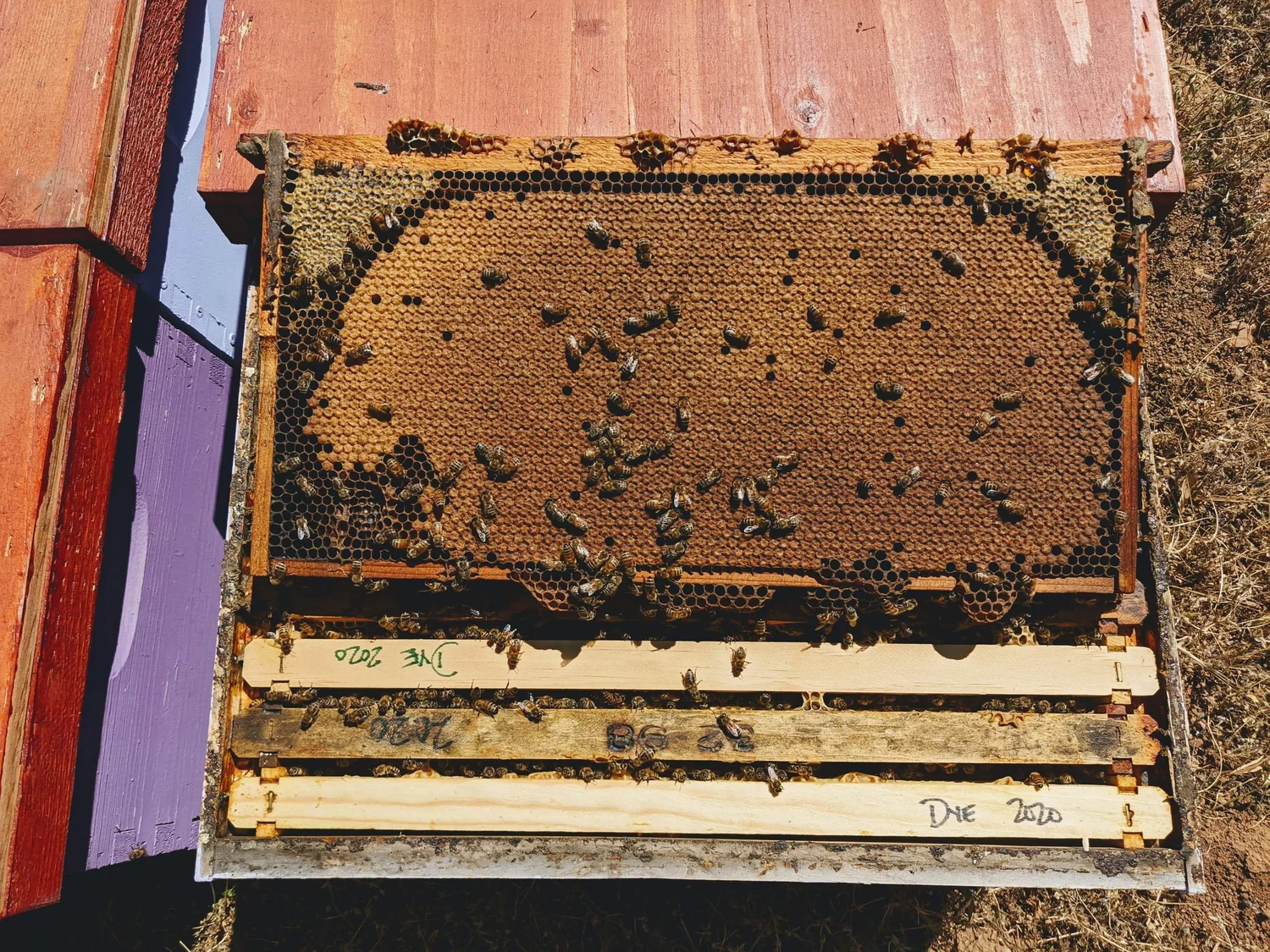 Queen Breeding Program — POPE CANYON QUEENS LLC