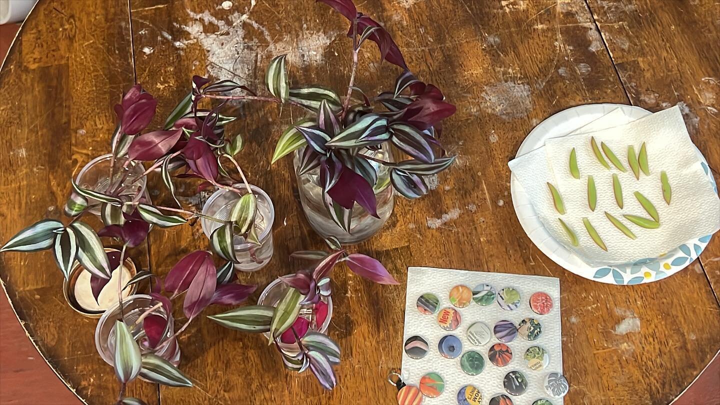 Our Plant Swap is about to get started. Here&rsquo;s an initial offering from Fi that includes homemade buttons!!! Join us from 2-6 p.m. at the CMC, 433 S. Main.