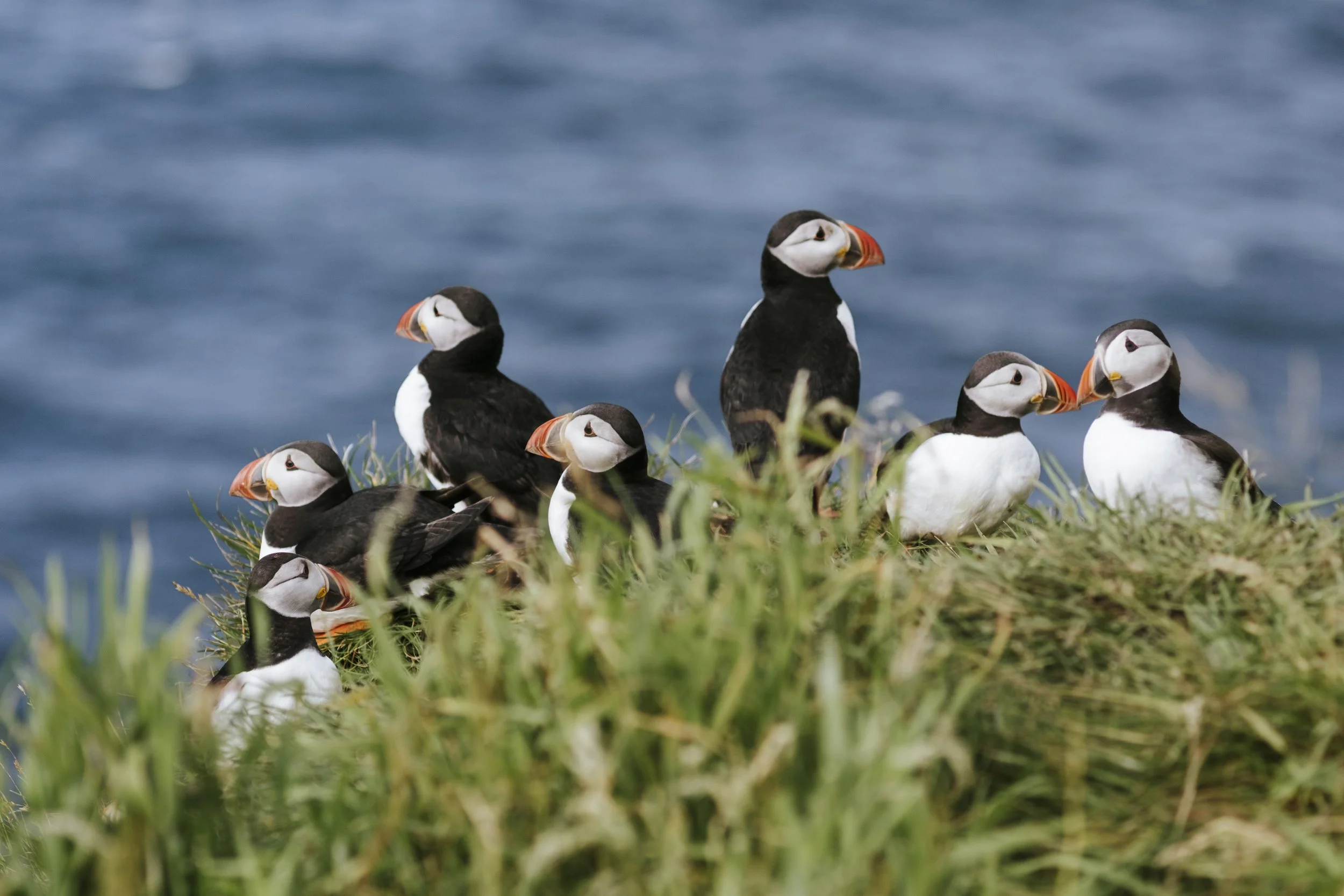 puffins-042.jpg