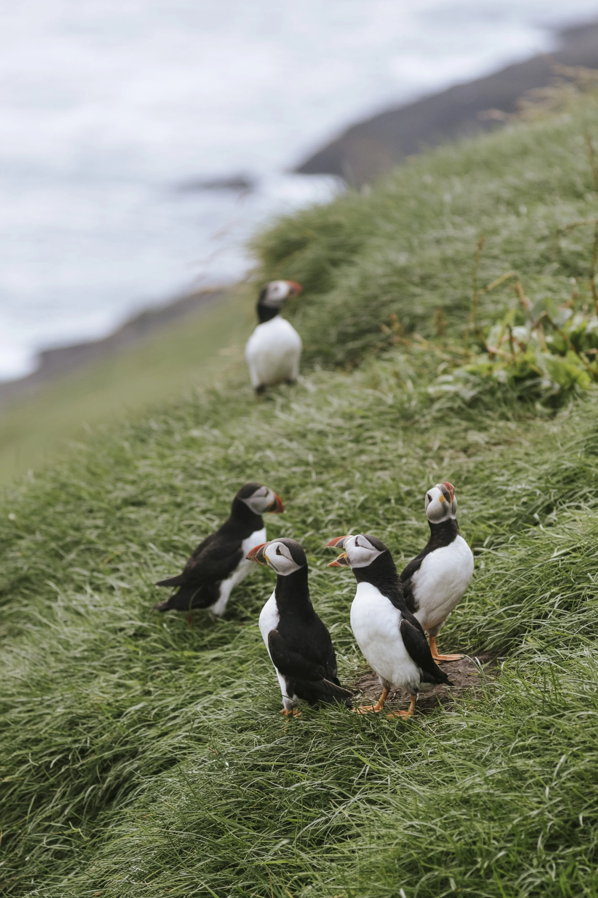 puffins-016.jpg