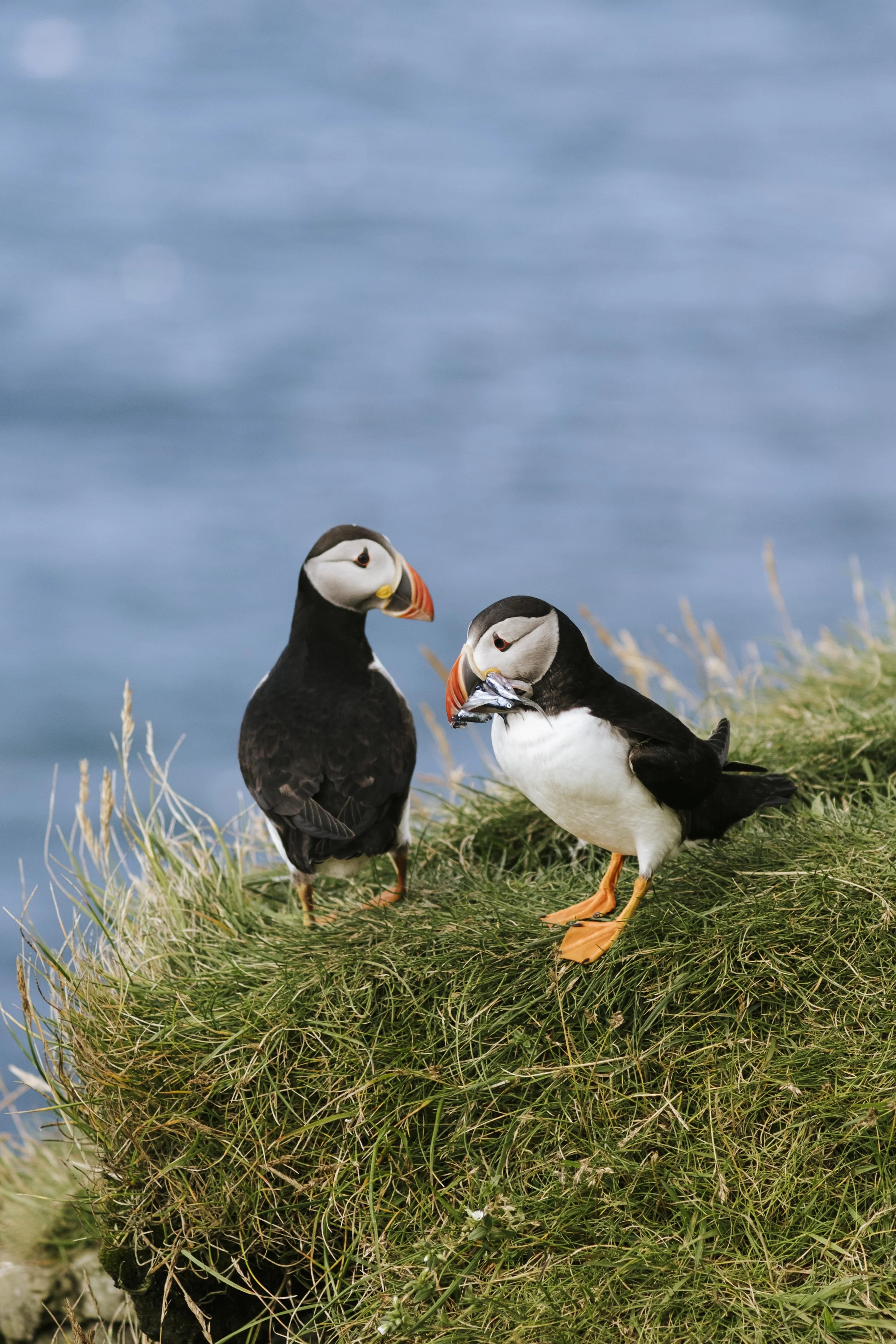puffins-036.jpg