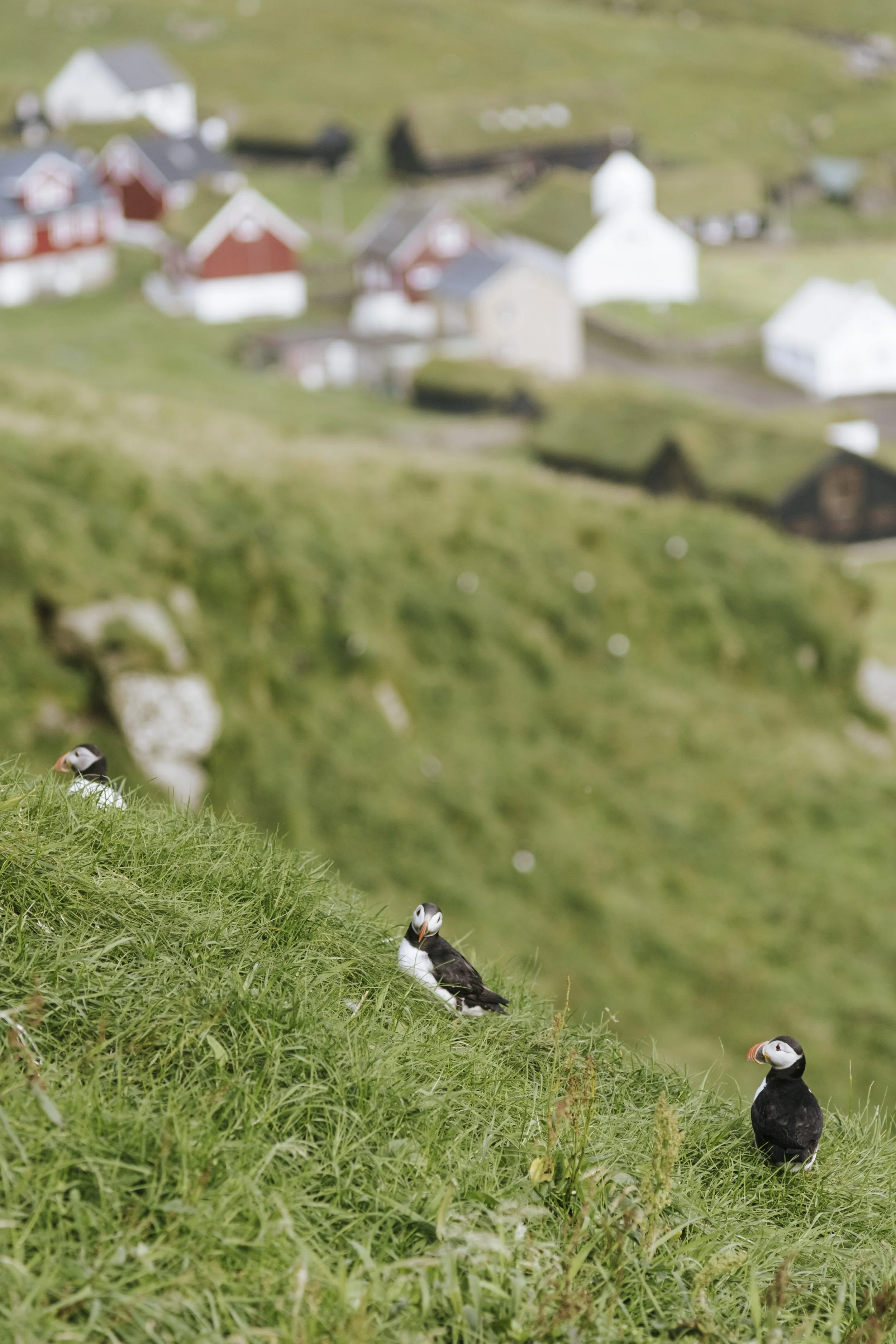 puffins-027.jpg