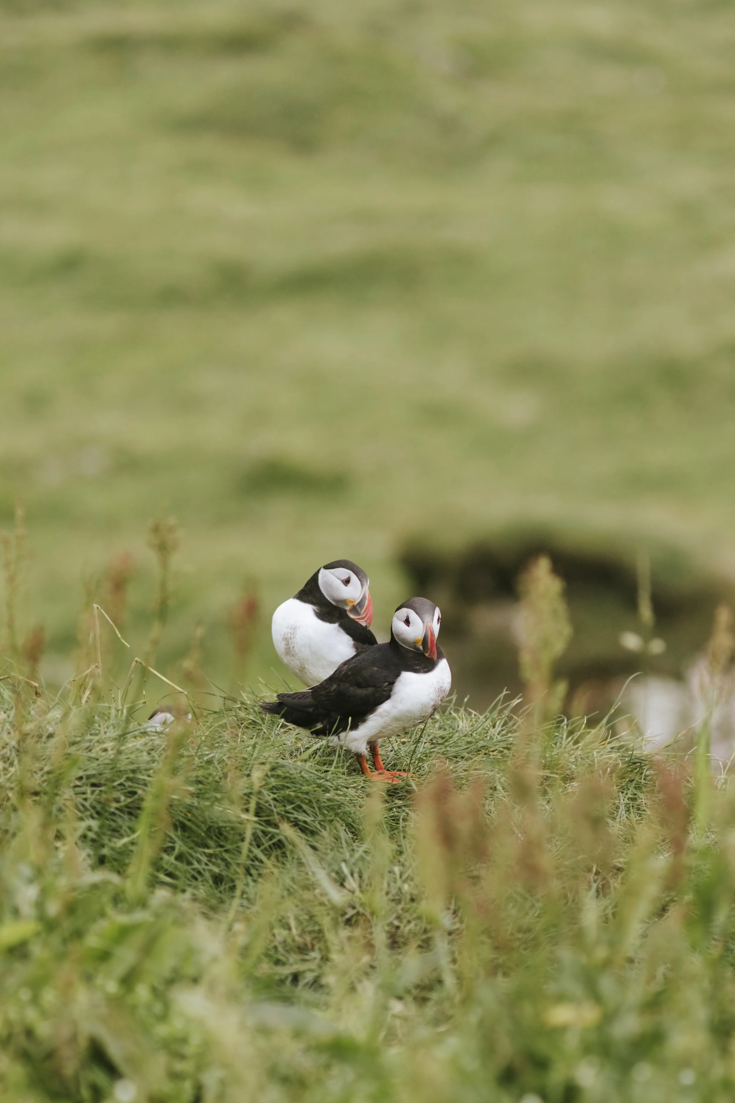 puffins-053.jpg