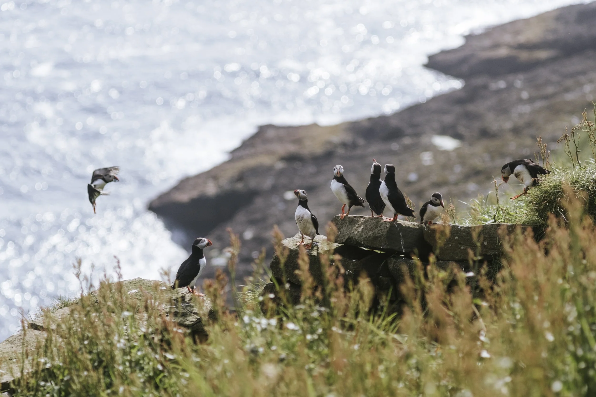 puffins-004.jpg