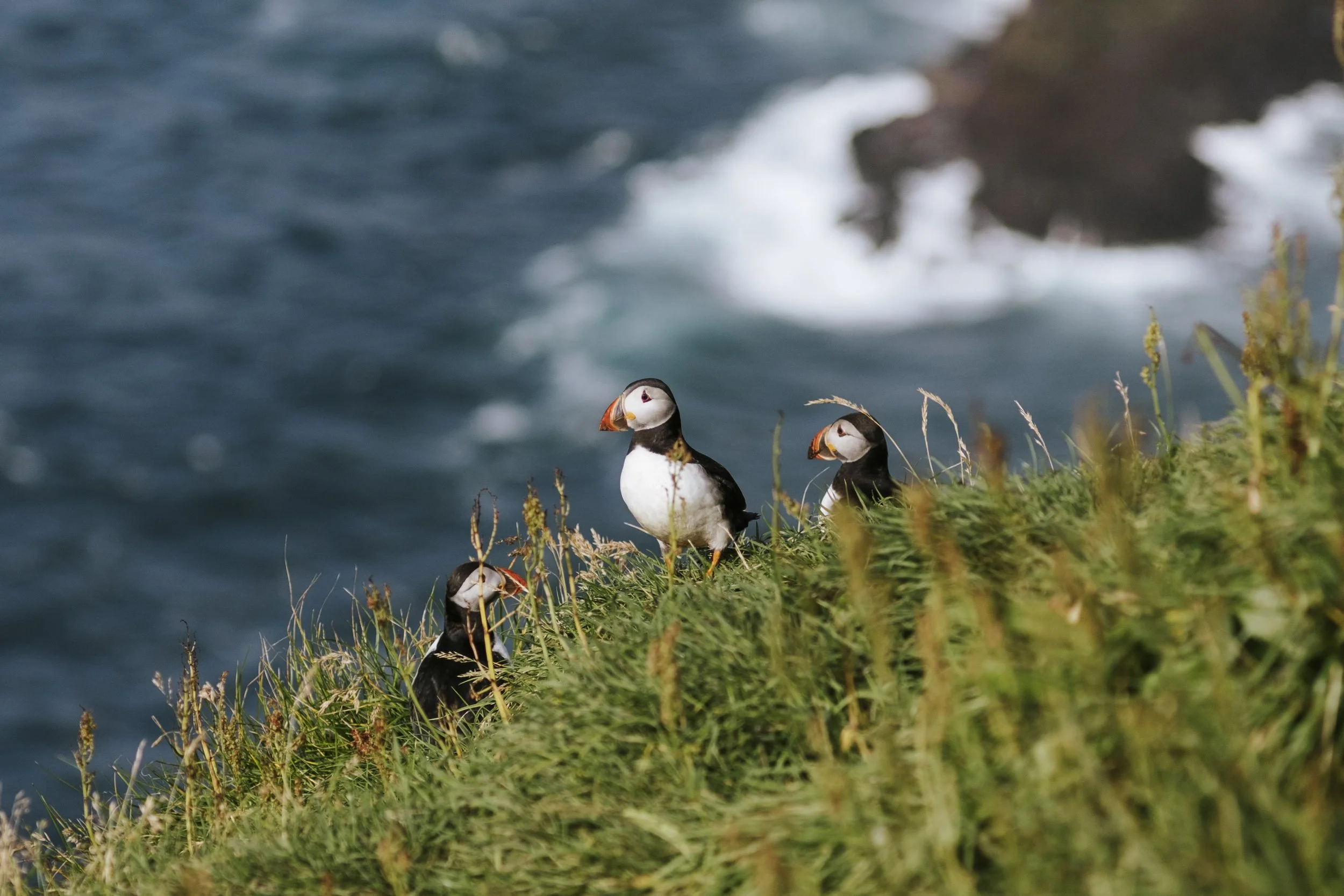 puffins-045.jpg
