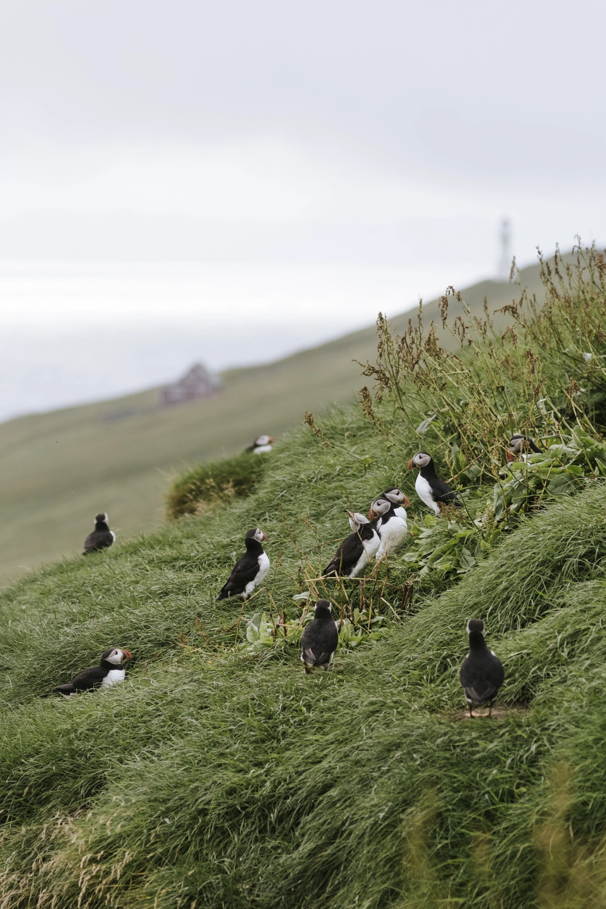 puffins-018.jpg