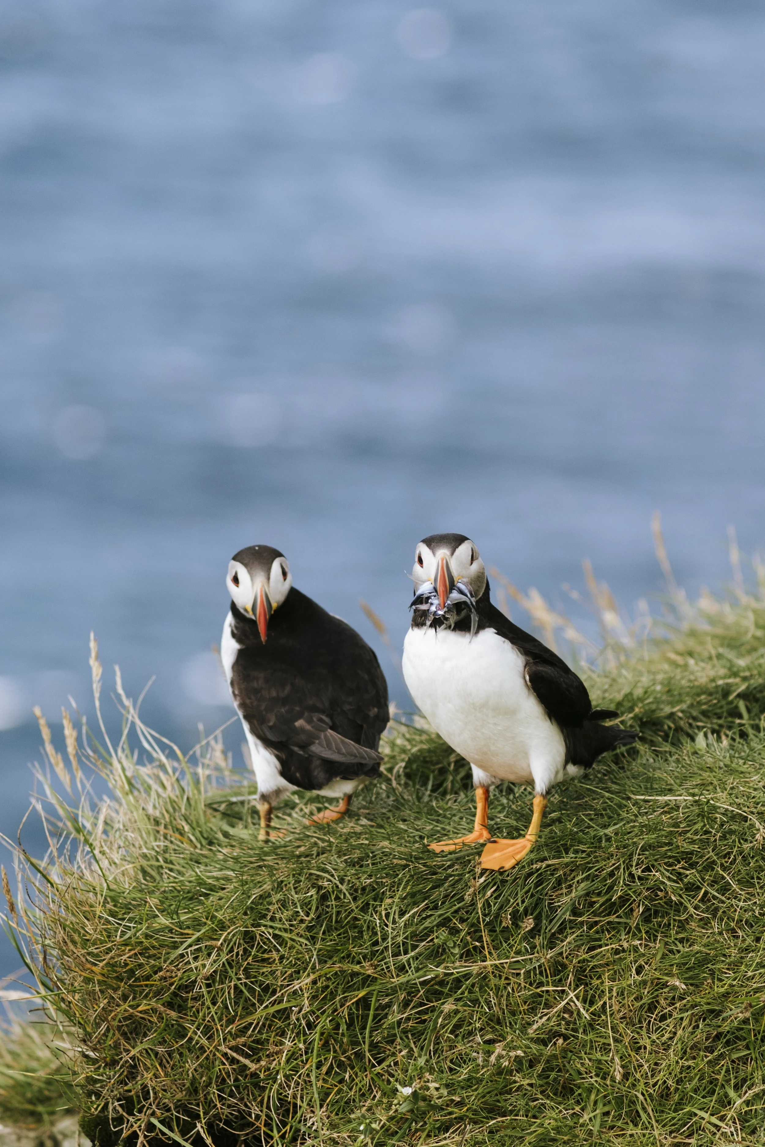 puffins-038.jpg