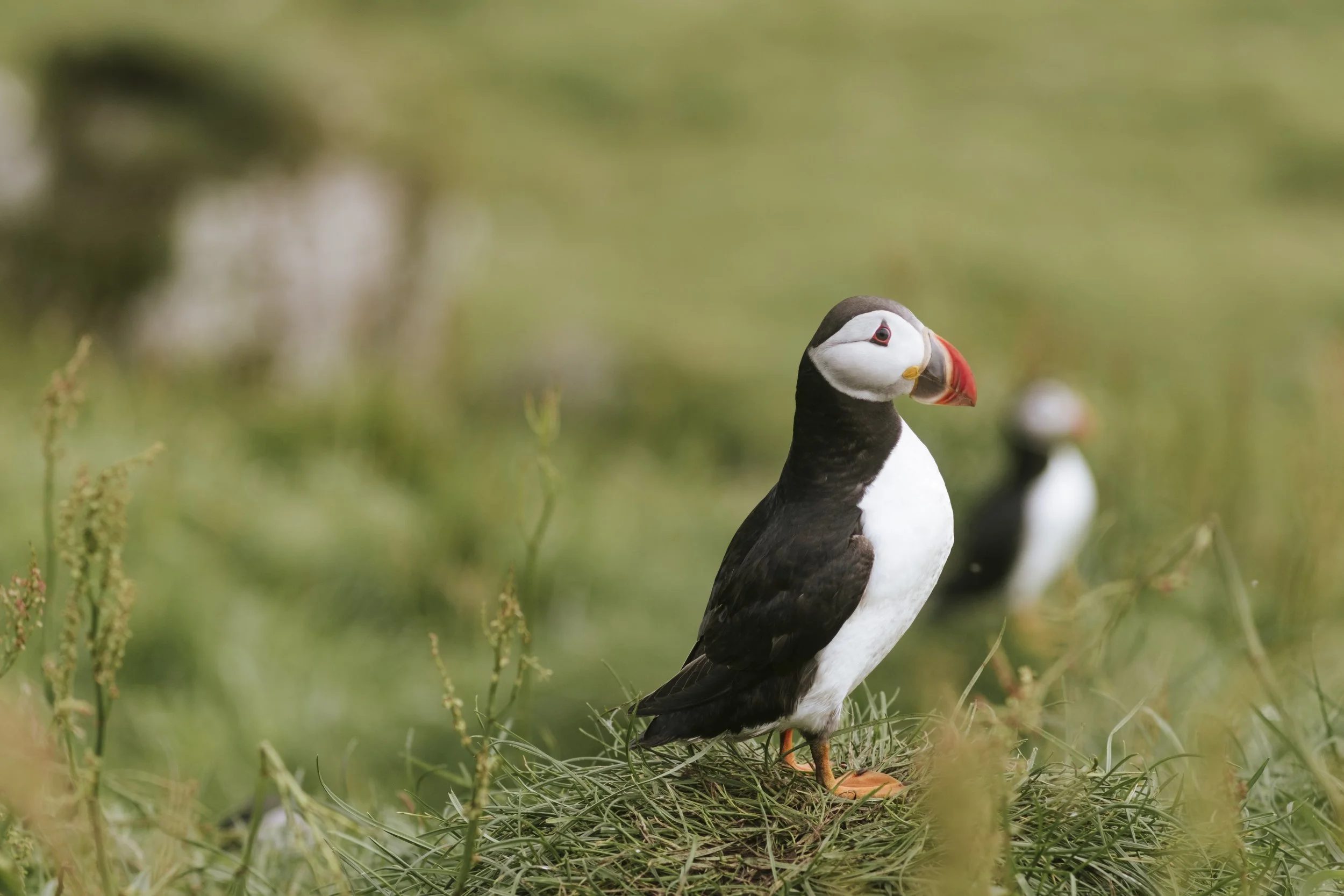 puffins-056.jpg