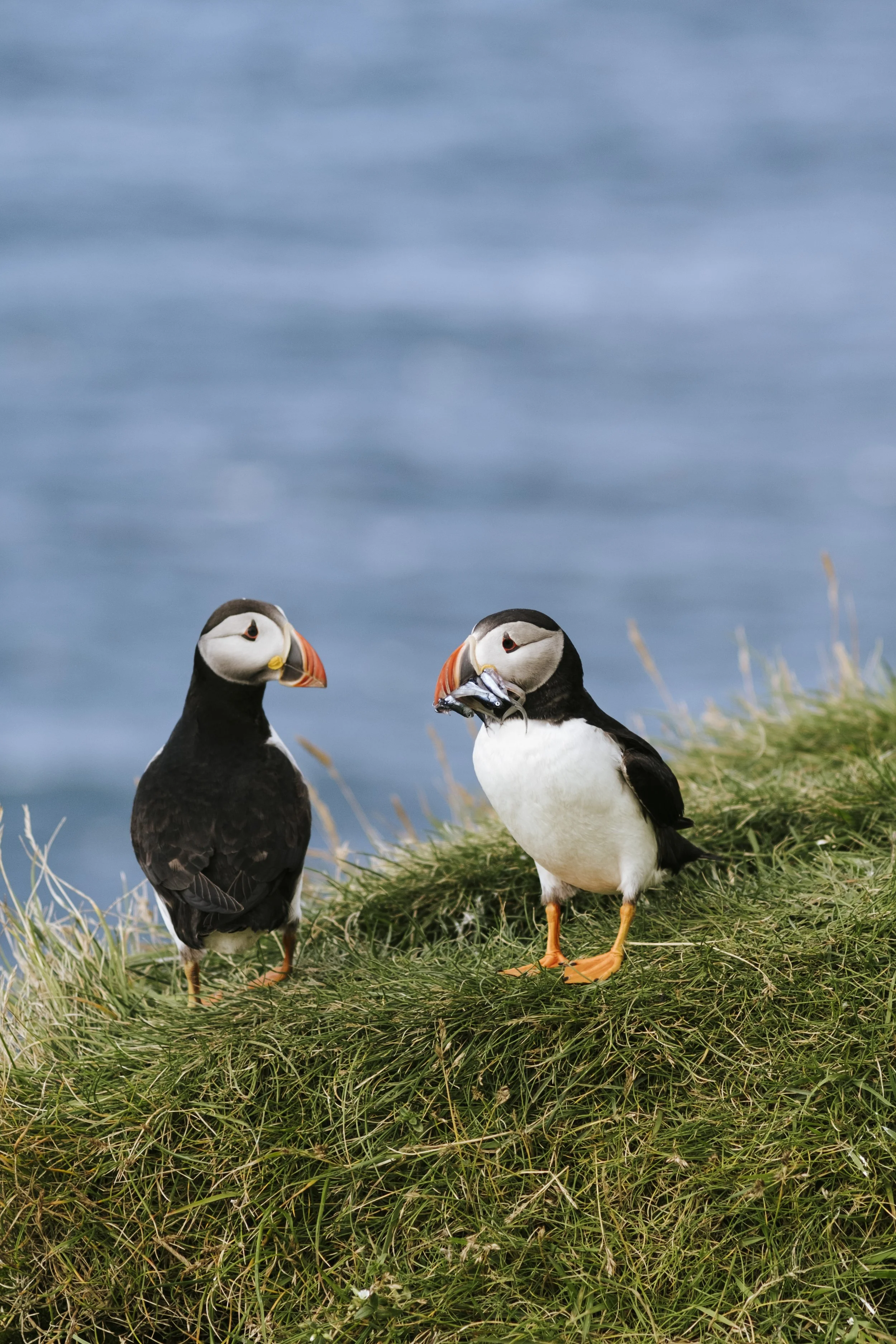 puffins-033.jpg