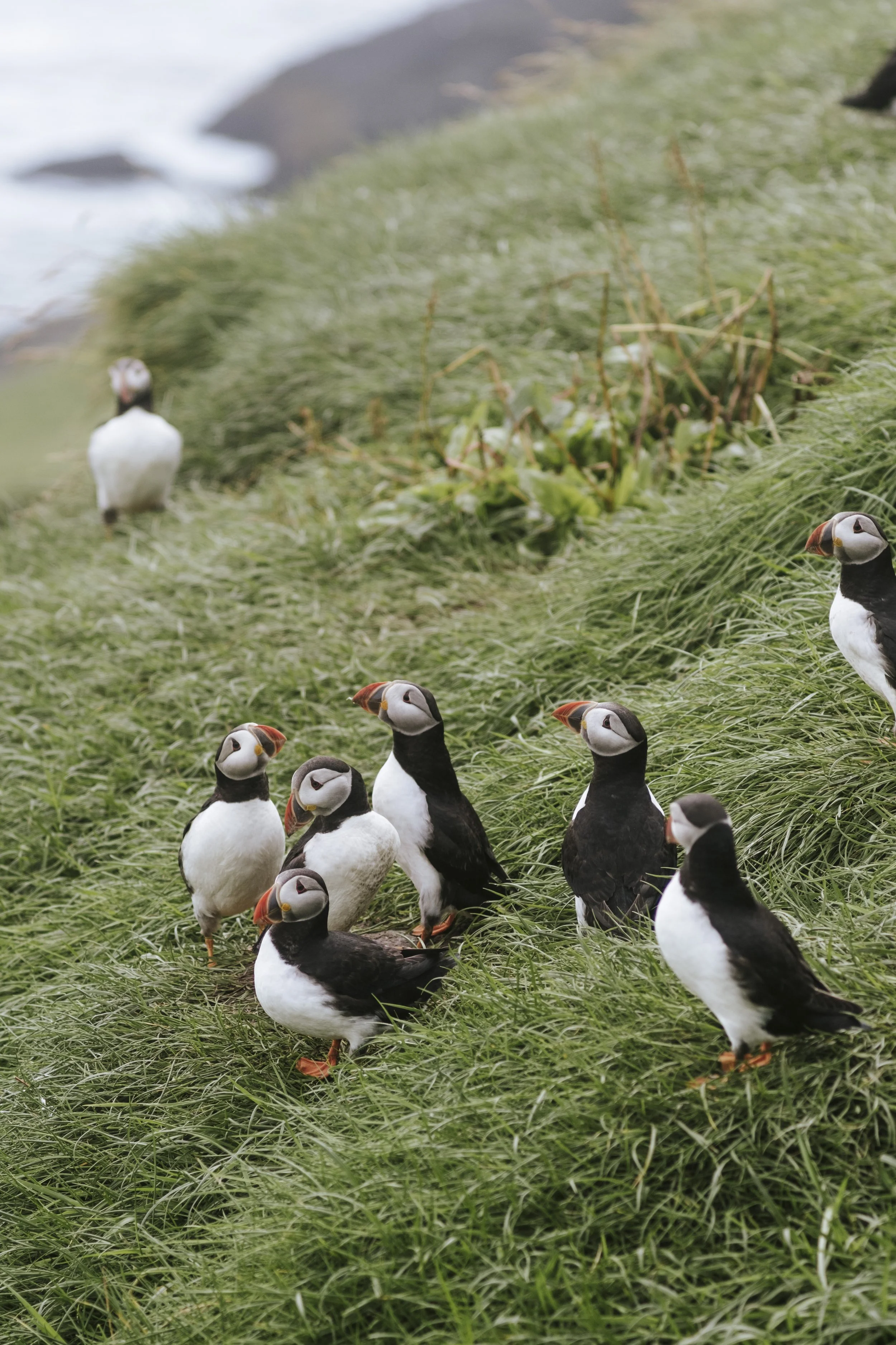 puffins-015.jpg