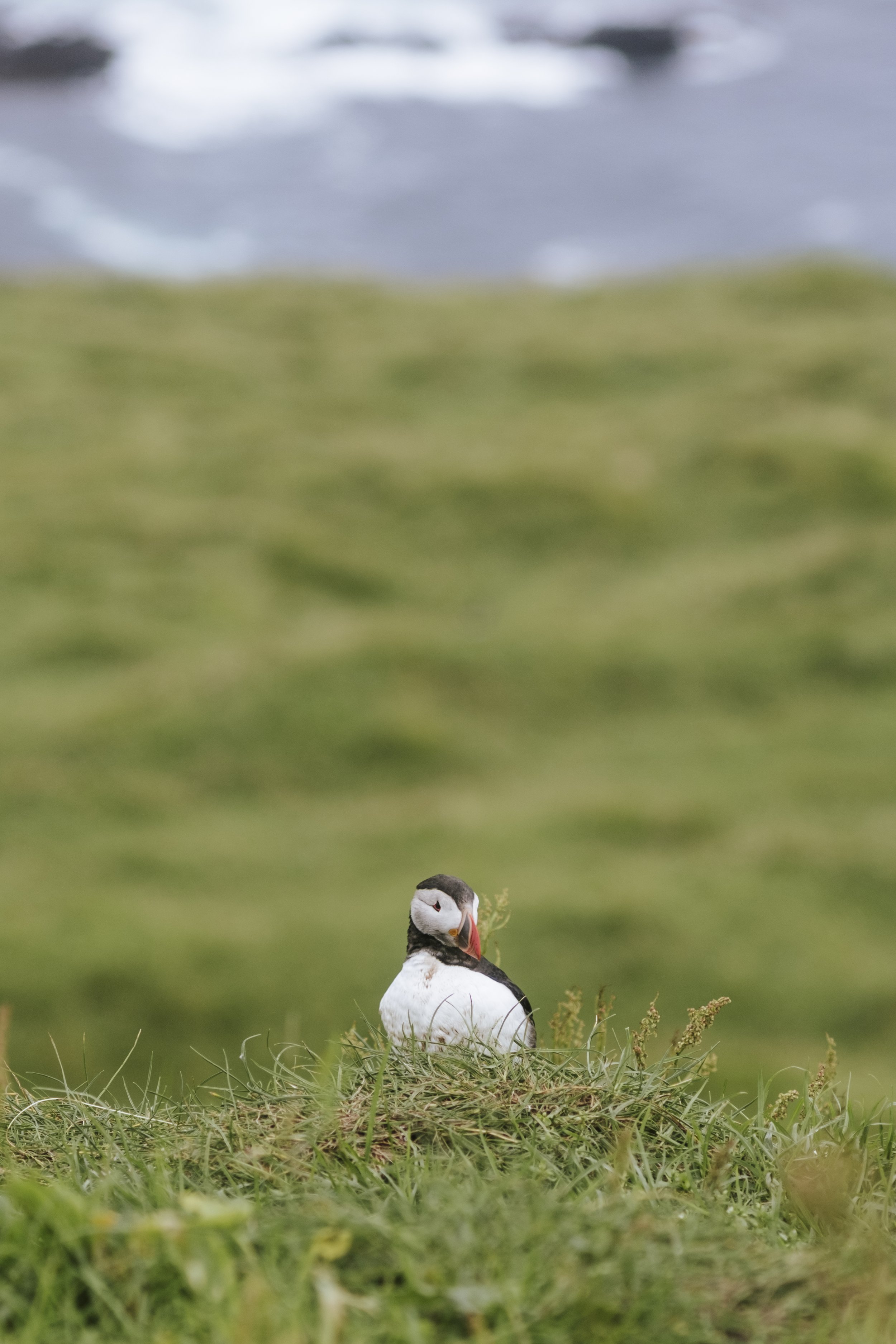 puffins-054.jpg