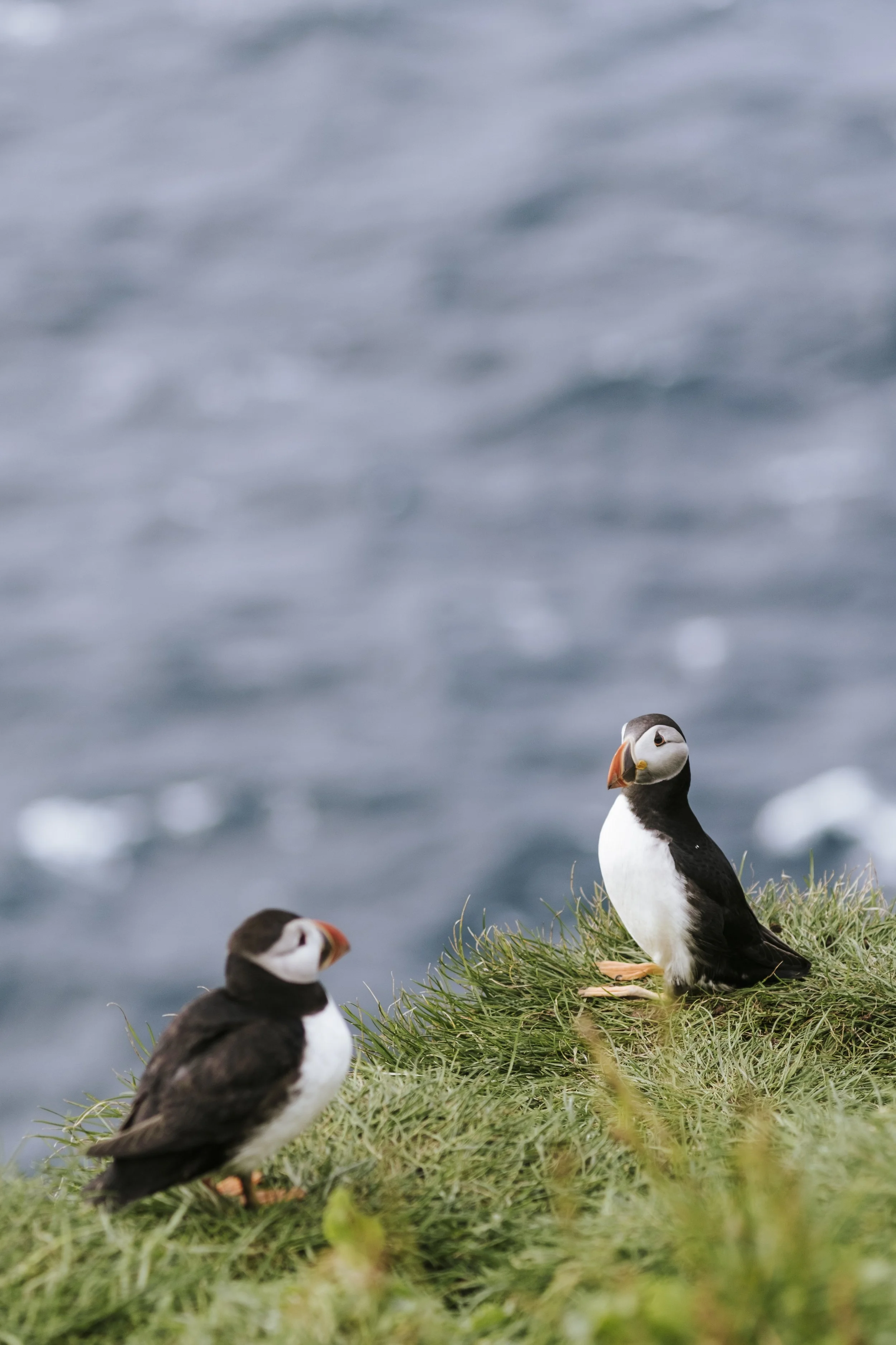 puffins-024.jpg