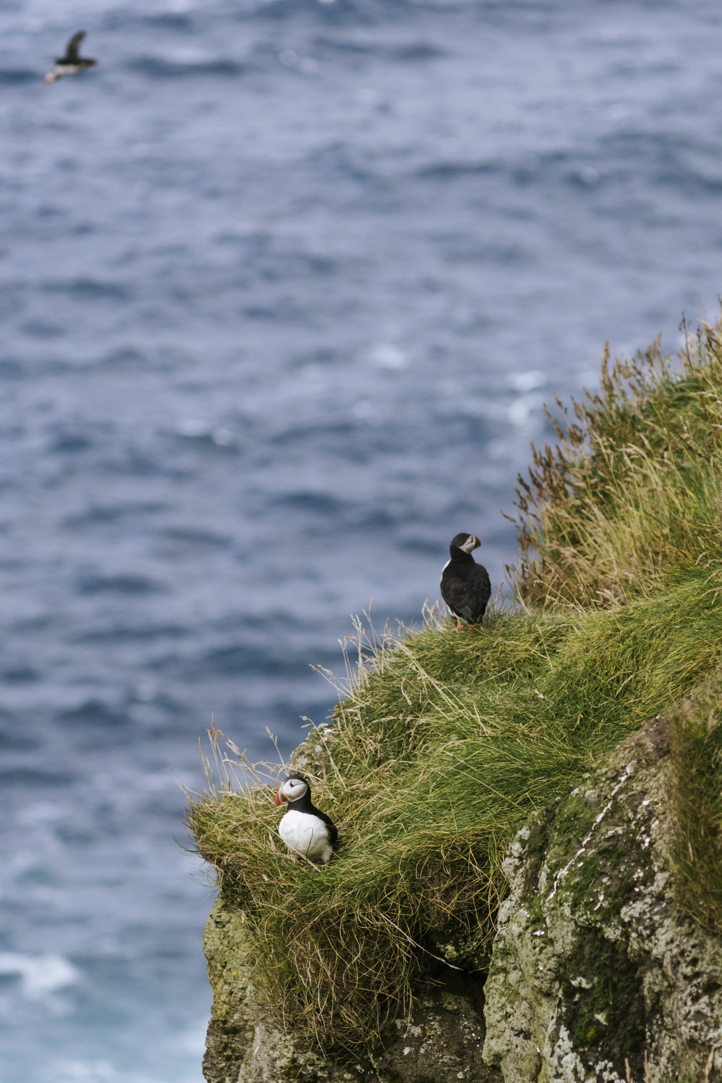 puffins-020.jpg