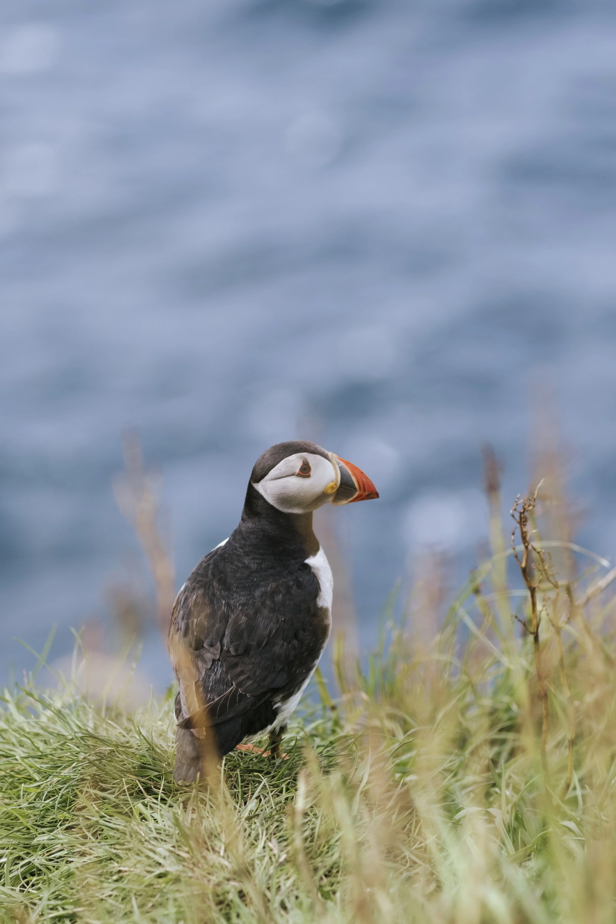 puffins-026.jpg