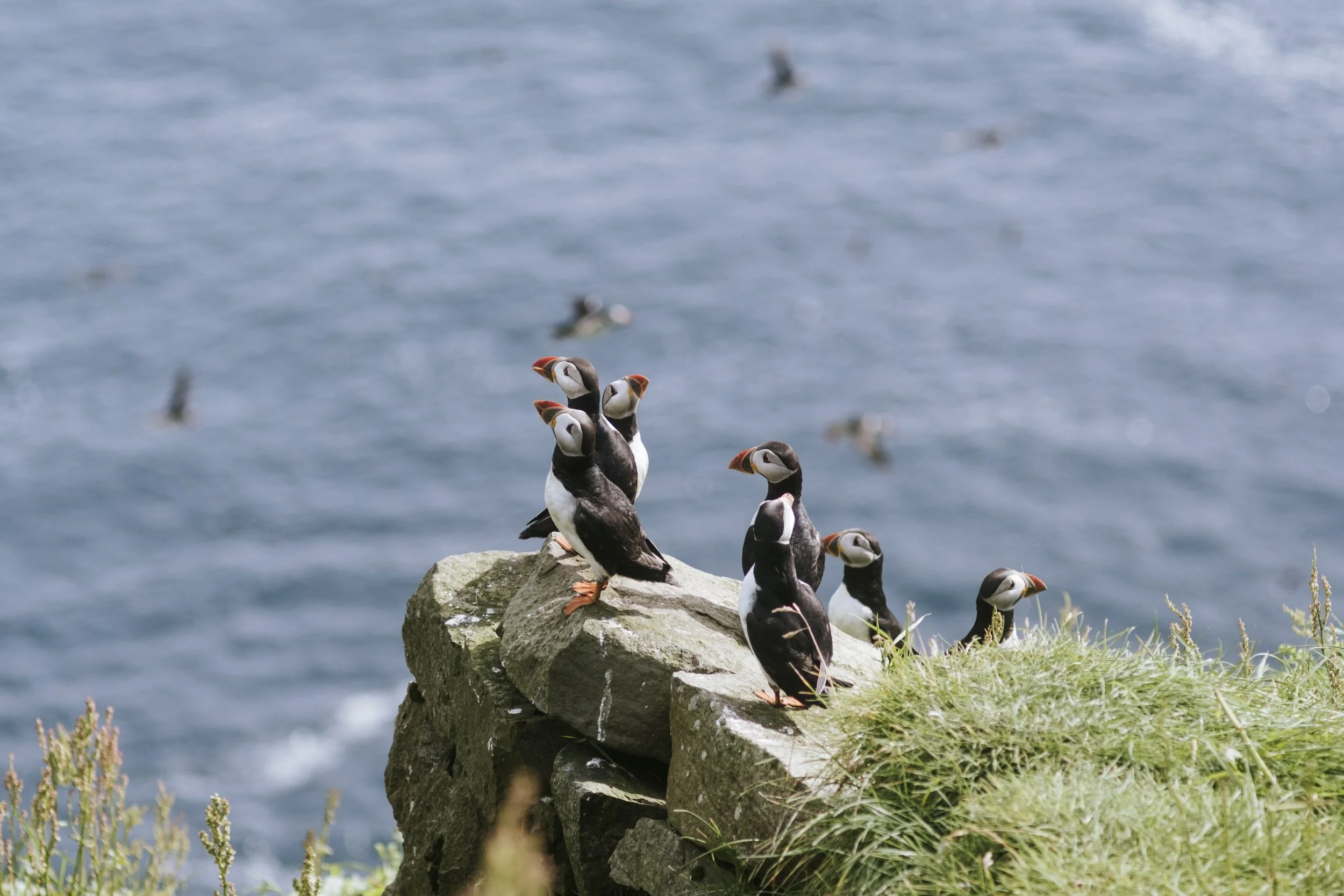 puffins-006.jpg