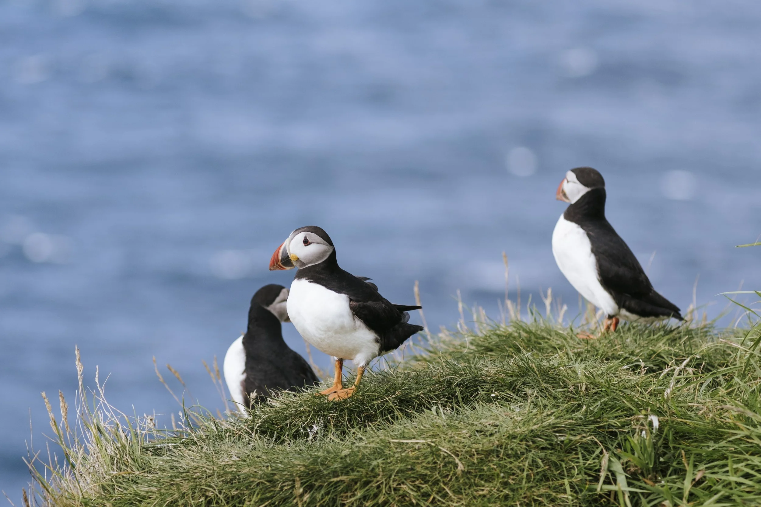 puffins-031.jpg