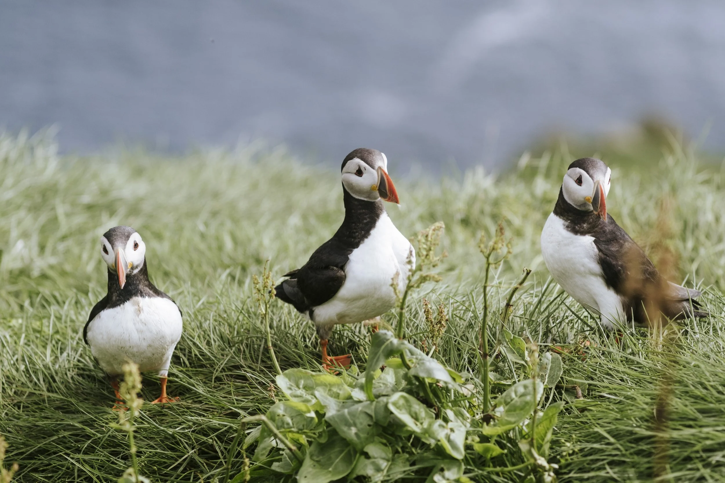 puffins-008.jpg