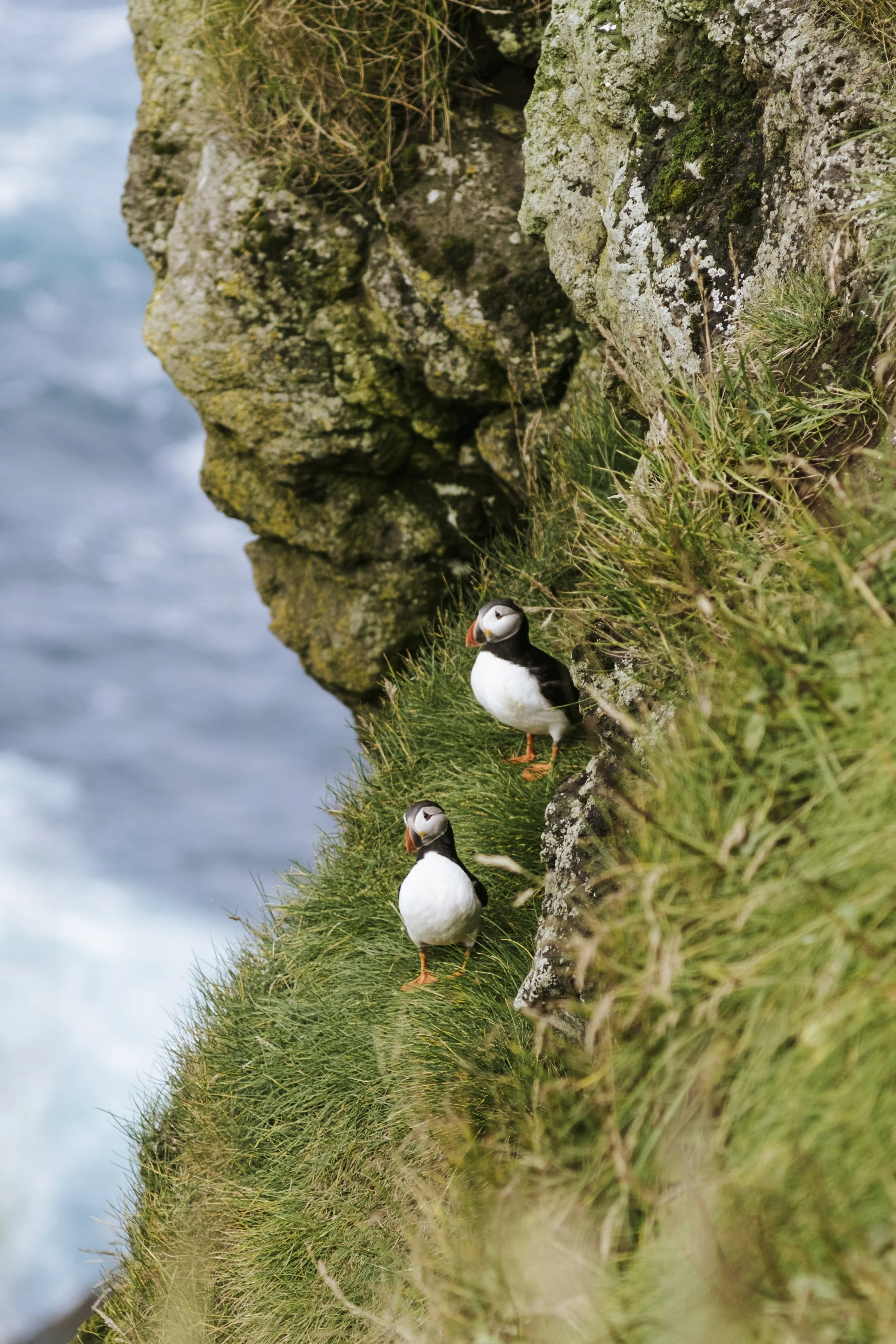 puffins-022.jpg