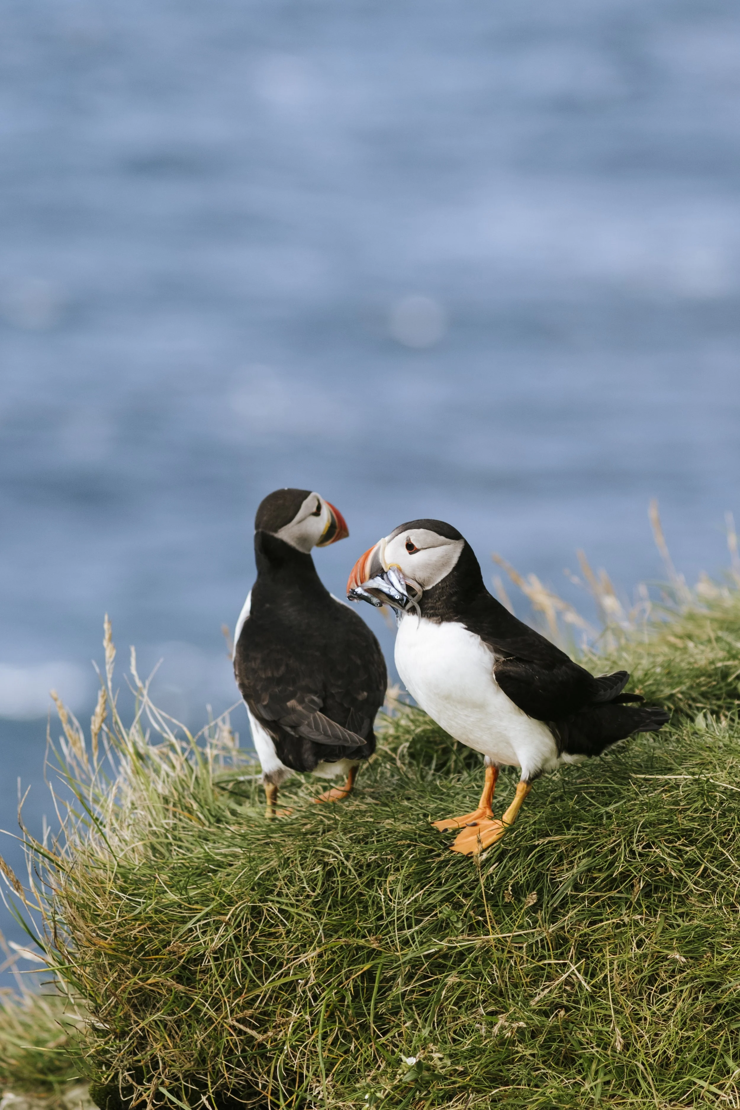 puffins-040.jpg