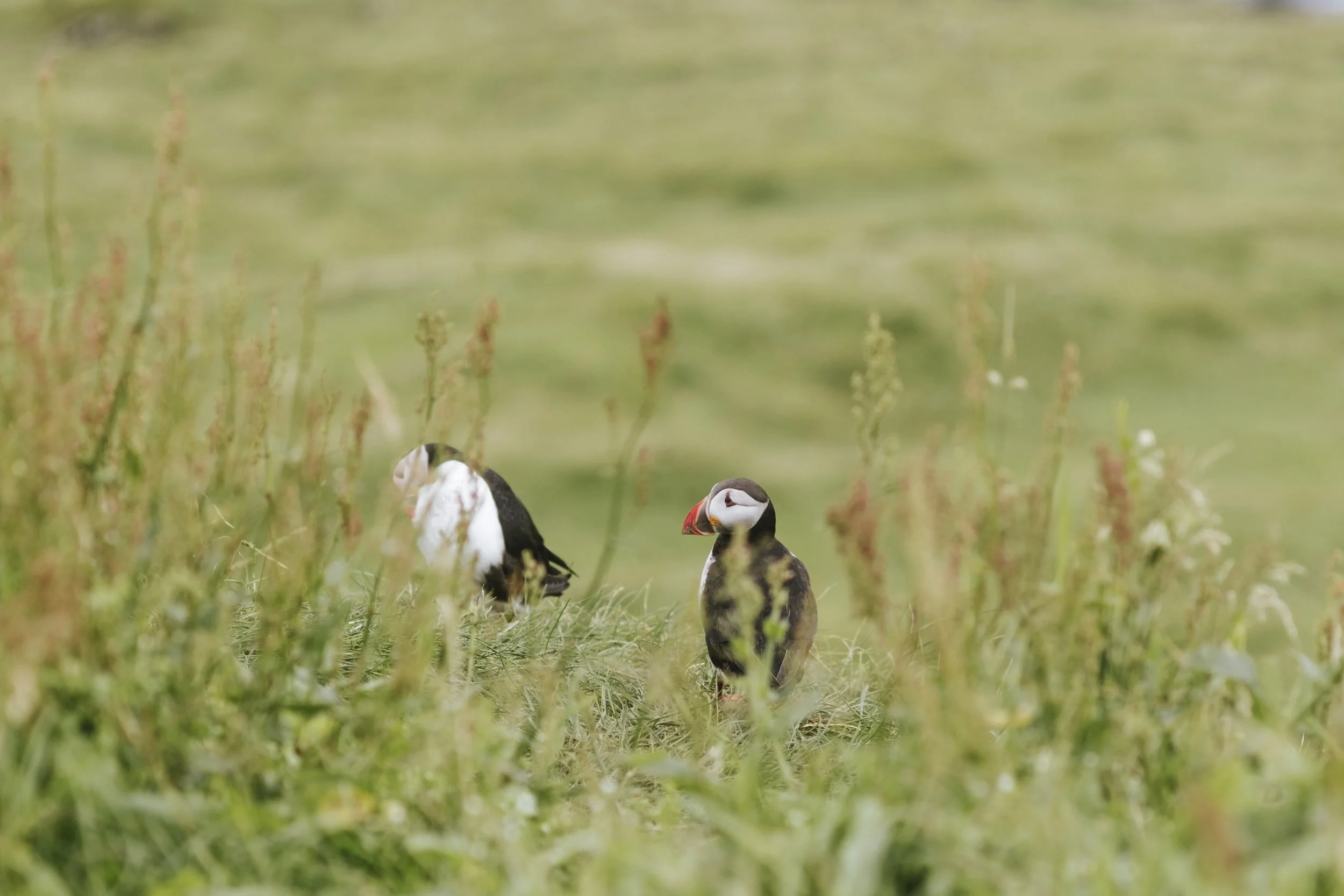 puffins-055.jpg