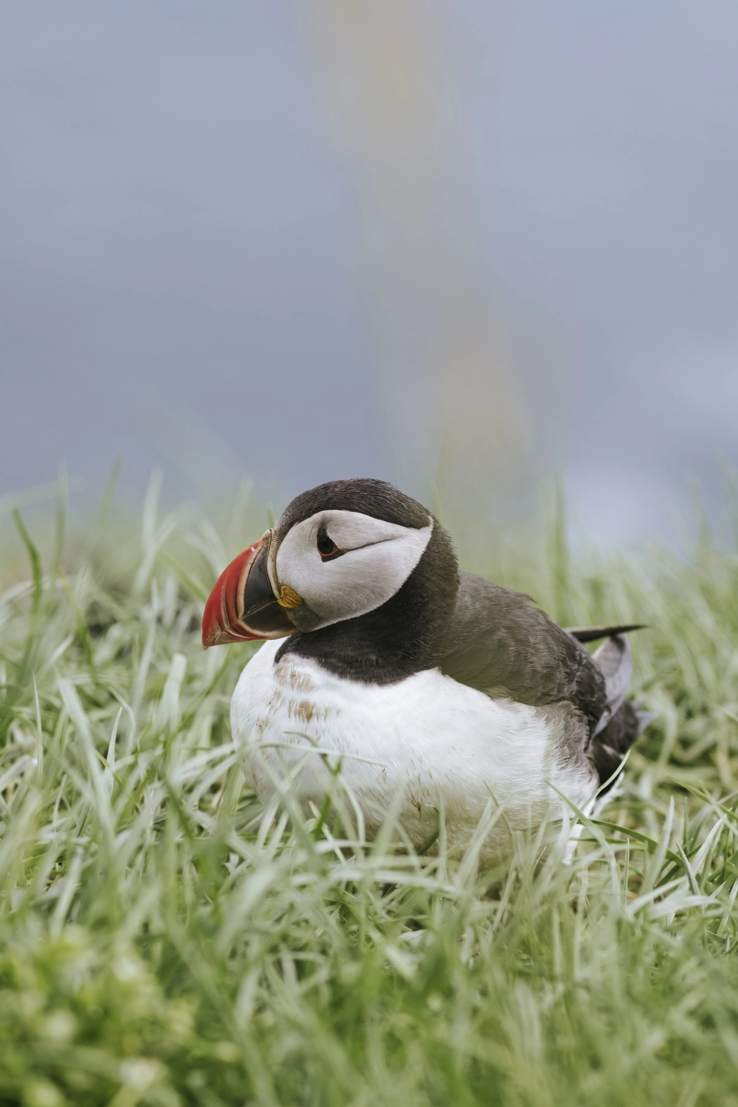 puffins-013.jpg