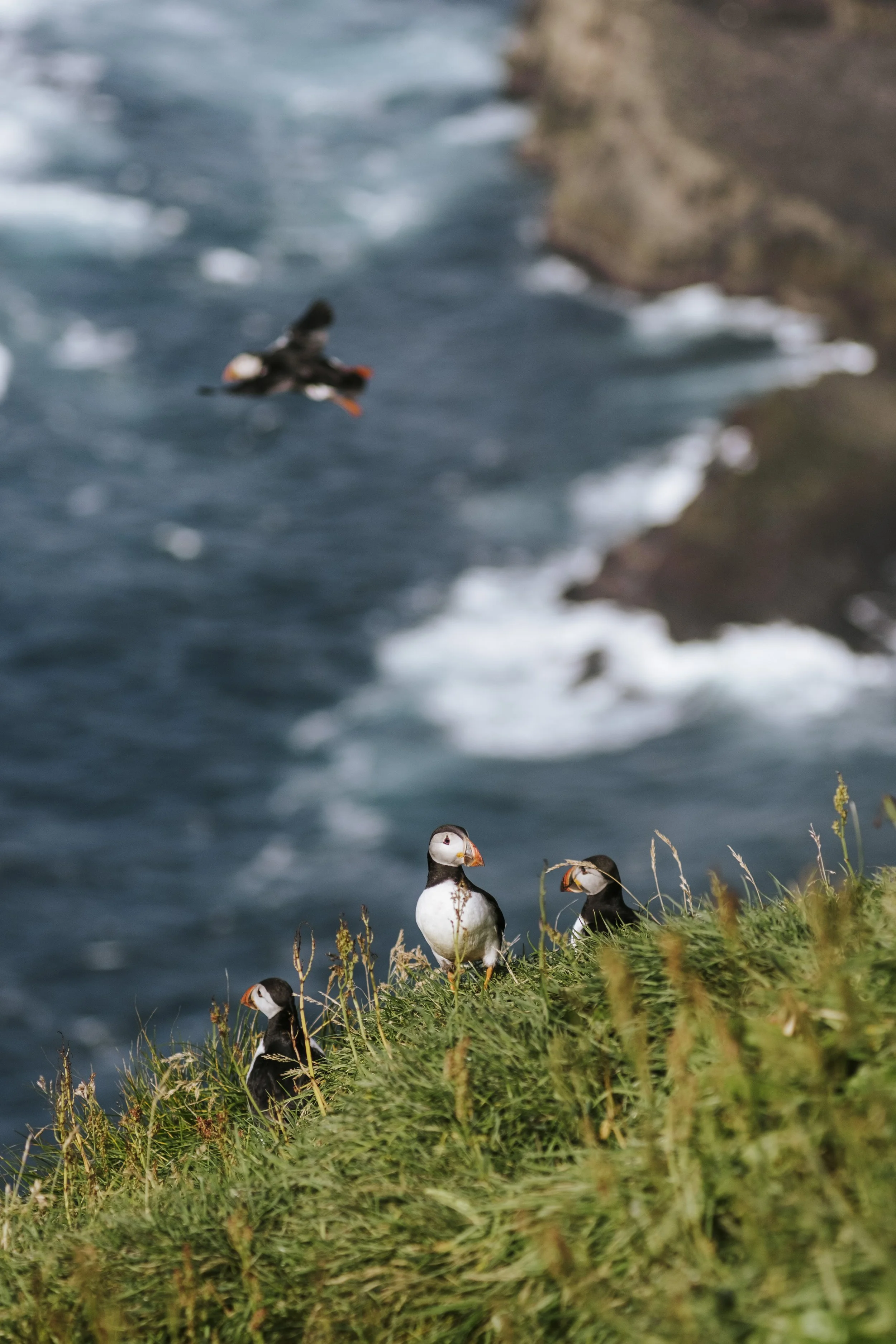 puffins-048.jpg
