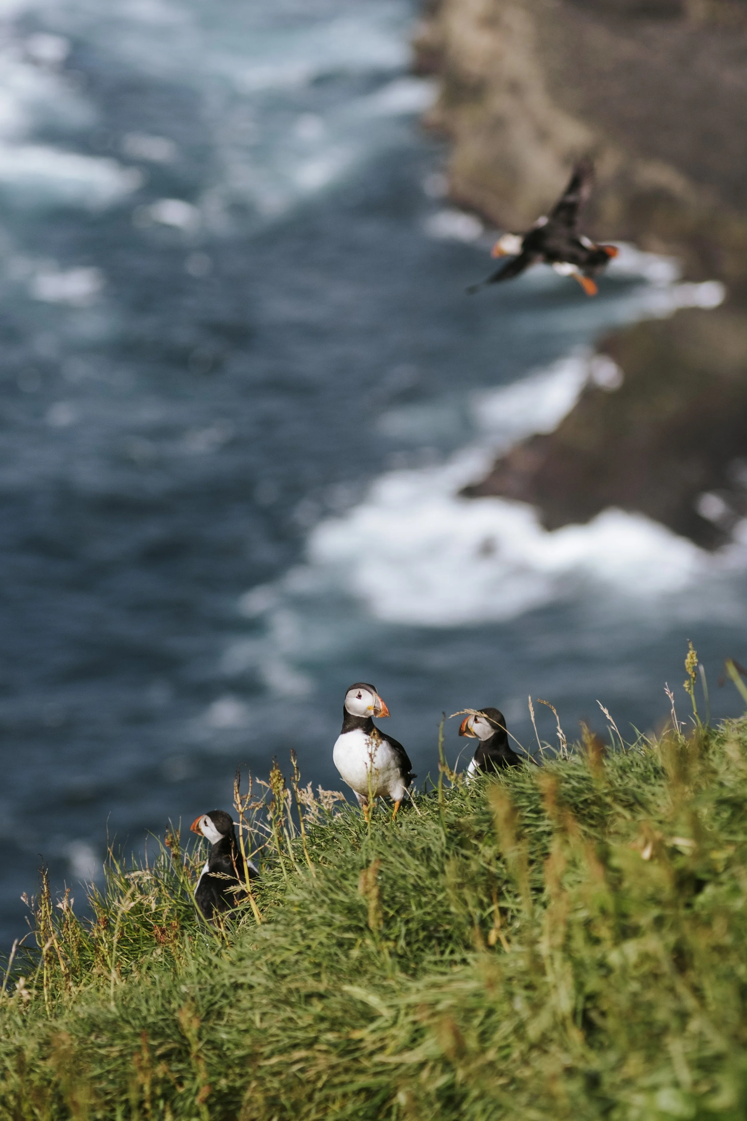 puffins-047.jpg