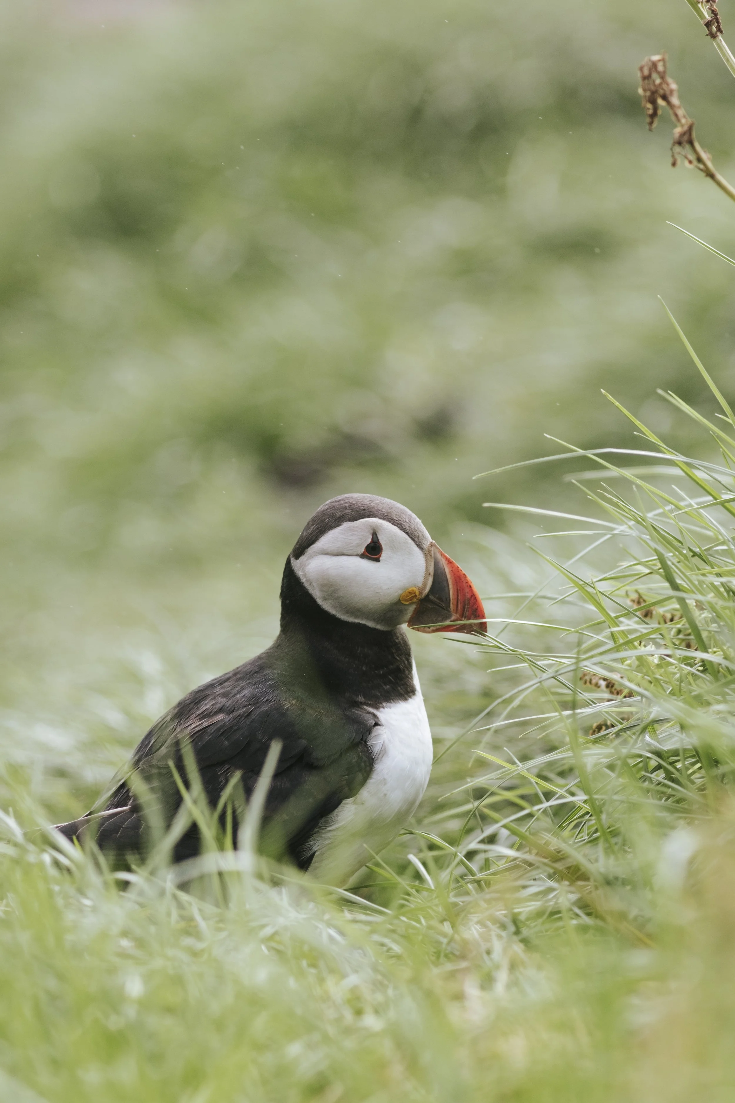 puffins-012.jpg